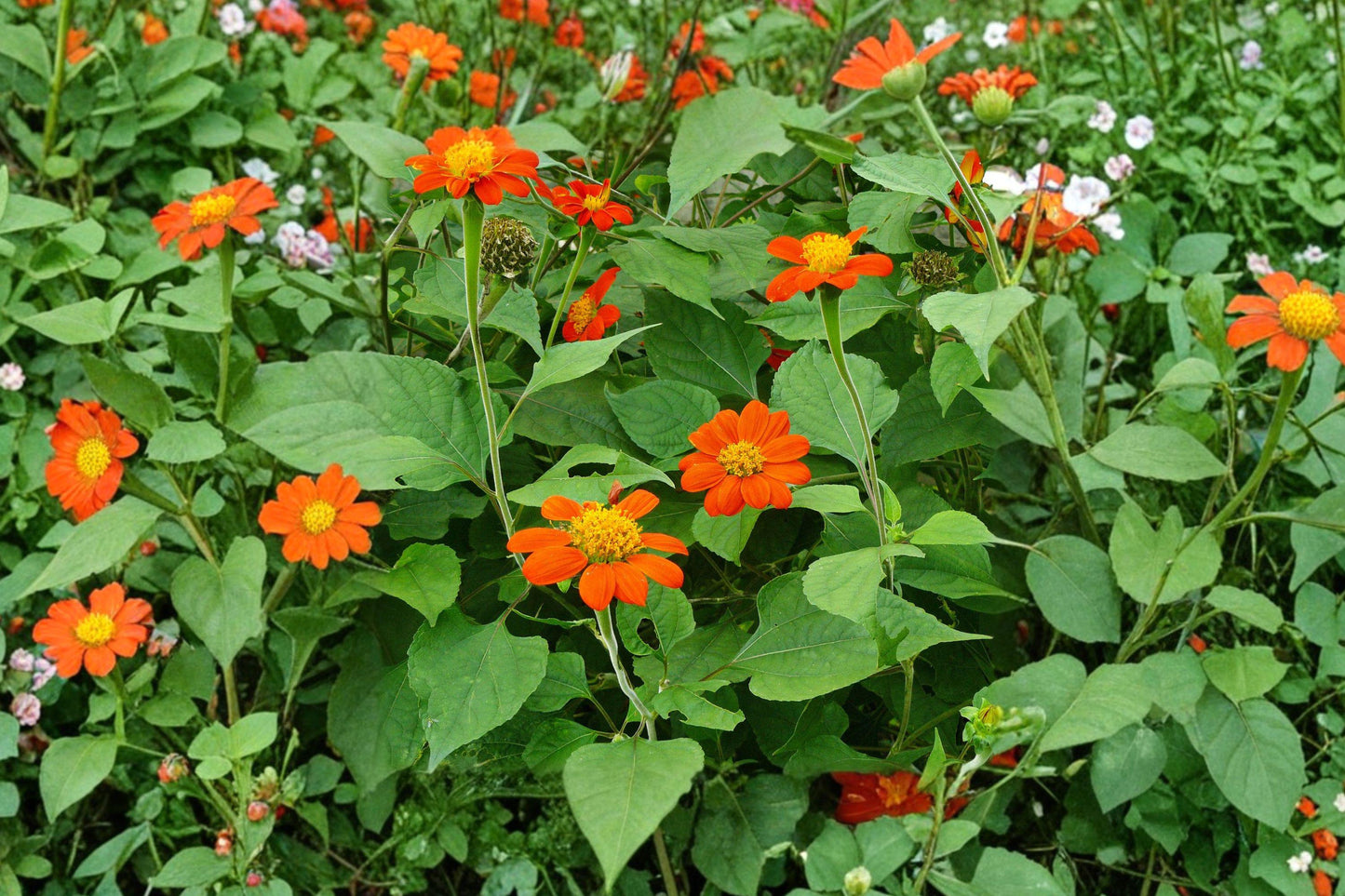 Mexican Sunflower Seeds | 50 Pack | Tithonia rotundifolia | Bright Orange, Heat Tolerant, Pollinator Magnet