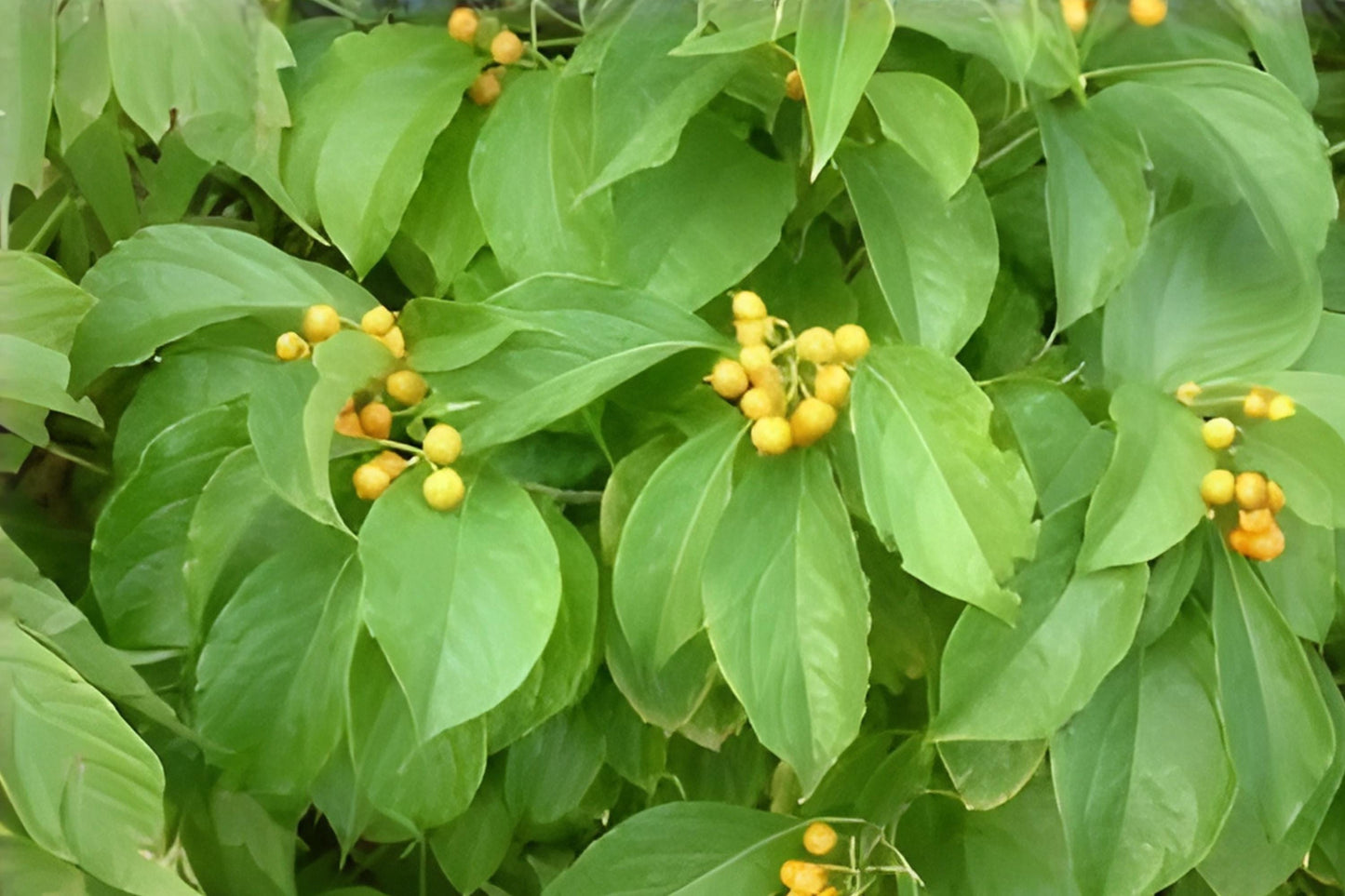 American Bittersweet Seeds, Native Climbing Vine with Bright Orange Berries, Celastrus scandens, Wildlife Garden Plant