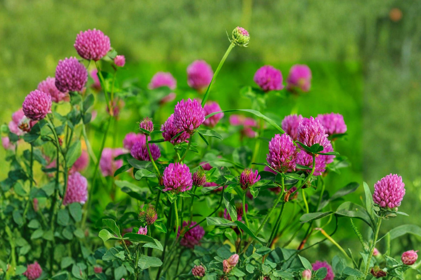 Mammoth Red Clover Seeds - Pollinator Friendly Trifolium Pratense for Gardens & Soil Enrichment, 1000+ Seeds
