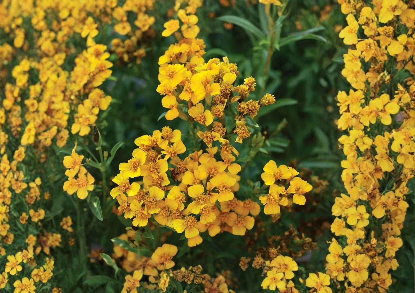 Tagetes Lucida Seeds - Mexican Tarragon Herb, Aromatic, Culinary & Medicinal, Pollinator-Friendly, Bright Yellow Flowers, 50 Seeds
