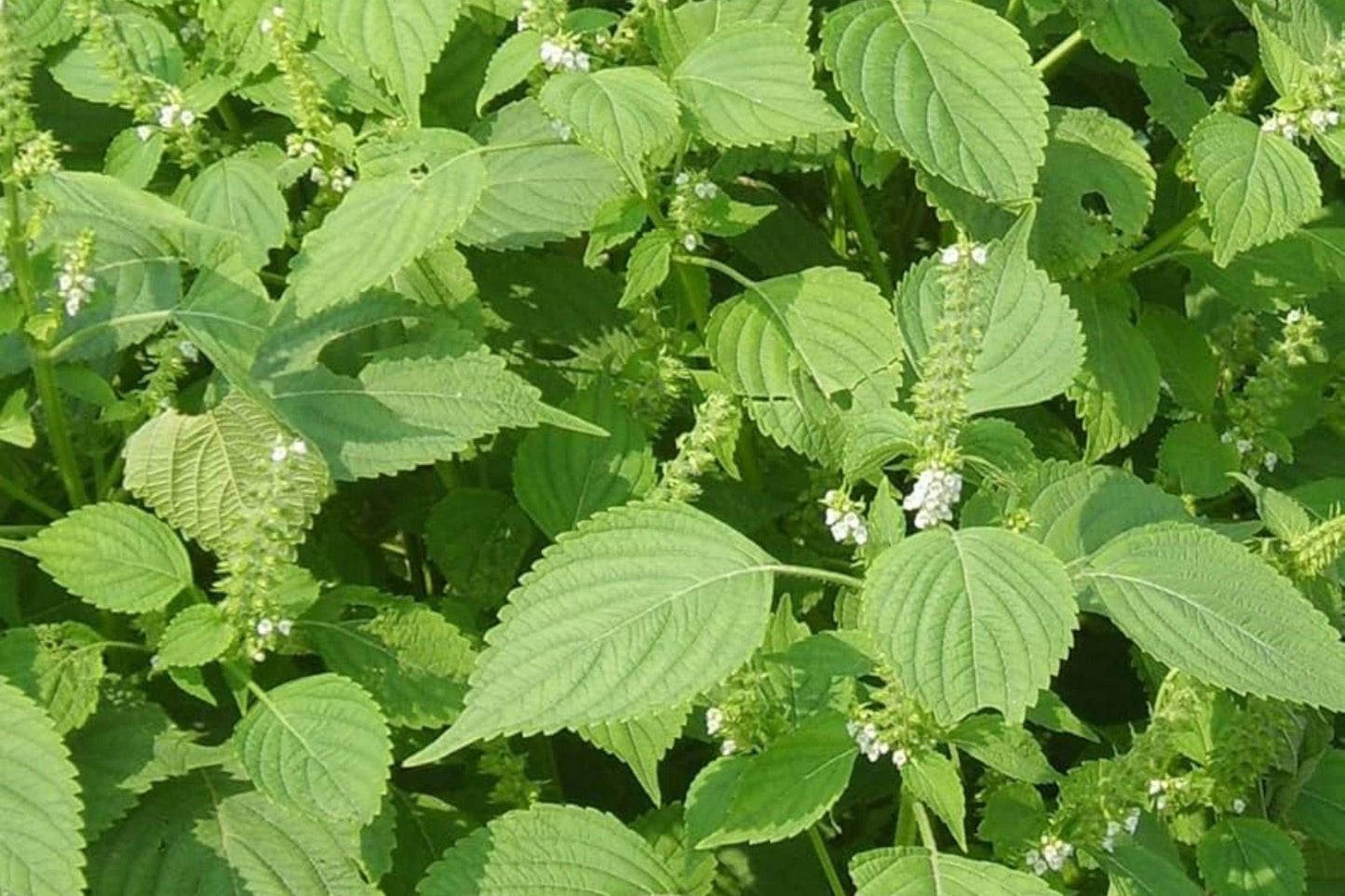 Shiso Perilla Seeds – Korean Culinary Herb for Gardens, 100+ Seeds, Perilla frutescens var. frutescens, Aromatic Herb, Container Growing