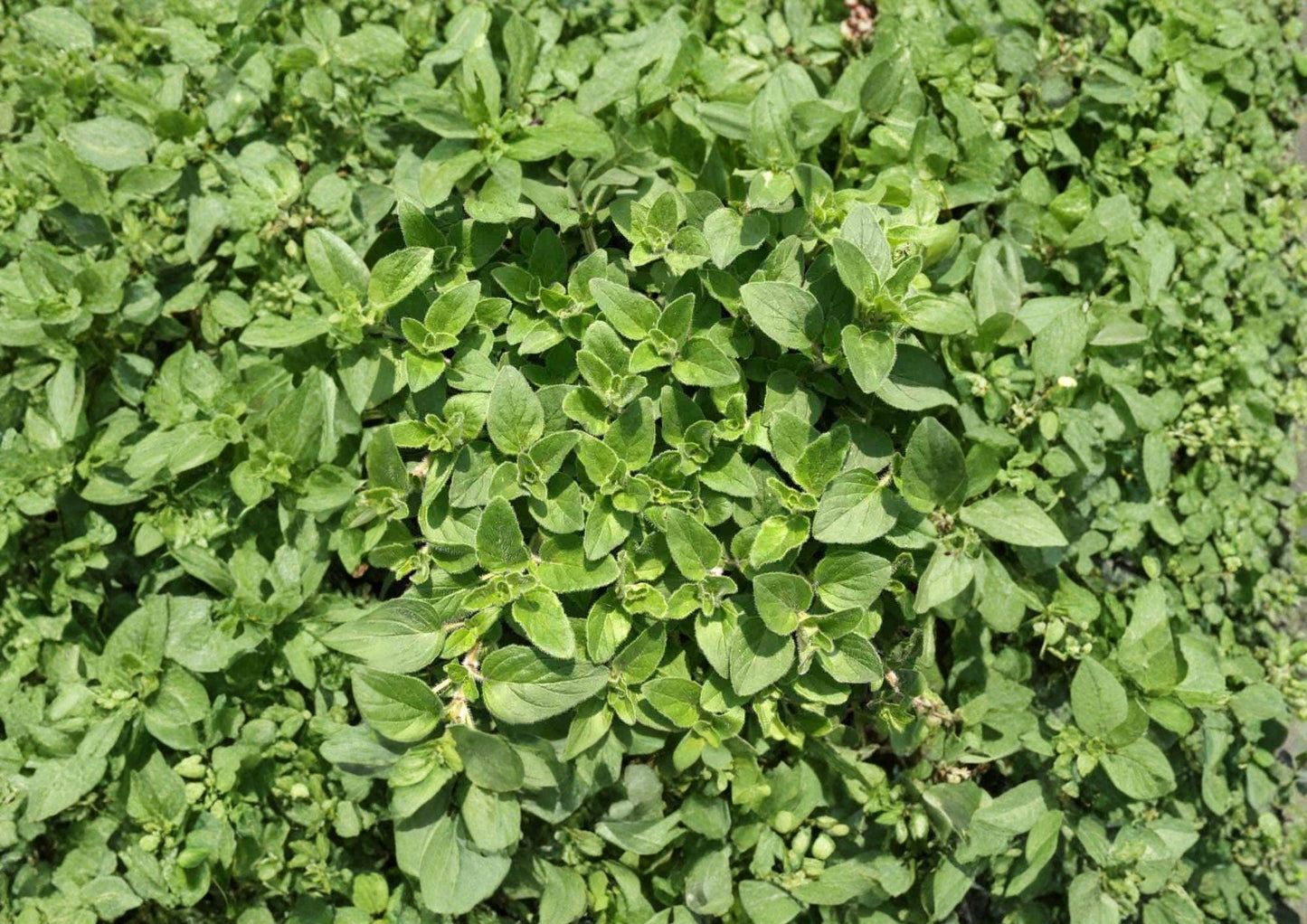 Sweet Marjoram Seeds, Heirloom Non-GMO, Aromatic Culinary Herb, Origanum majorana, for Garden, Kitchen, Herb Planting