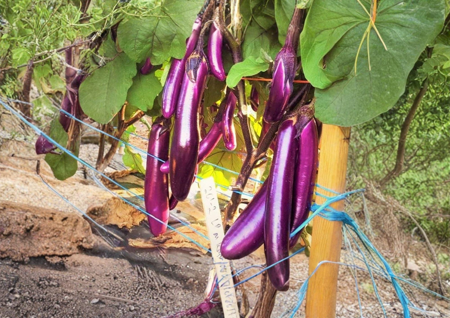 Long Purple Asian Eggplant Seeds – Heirloom Non-GMO Vegetable for Garden Beds & Containers
