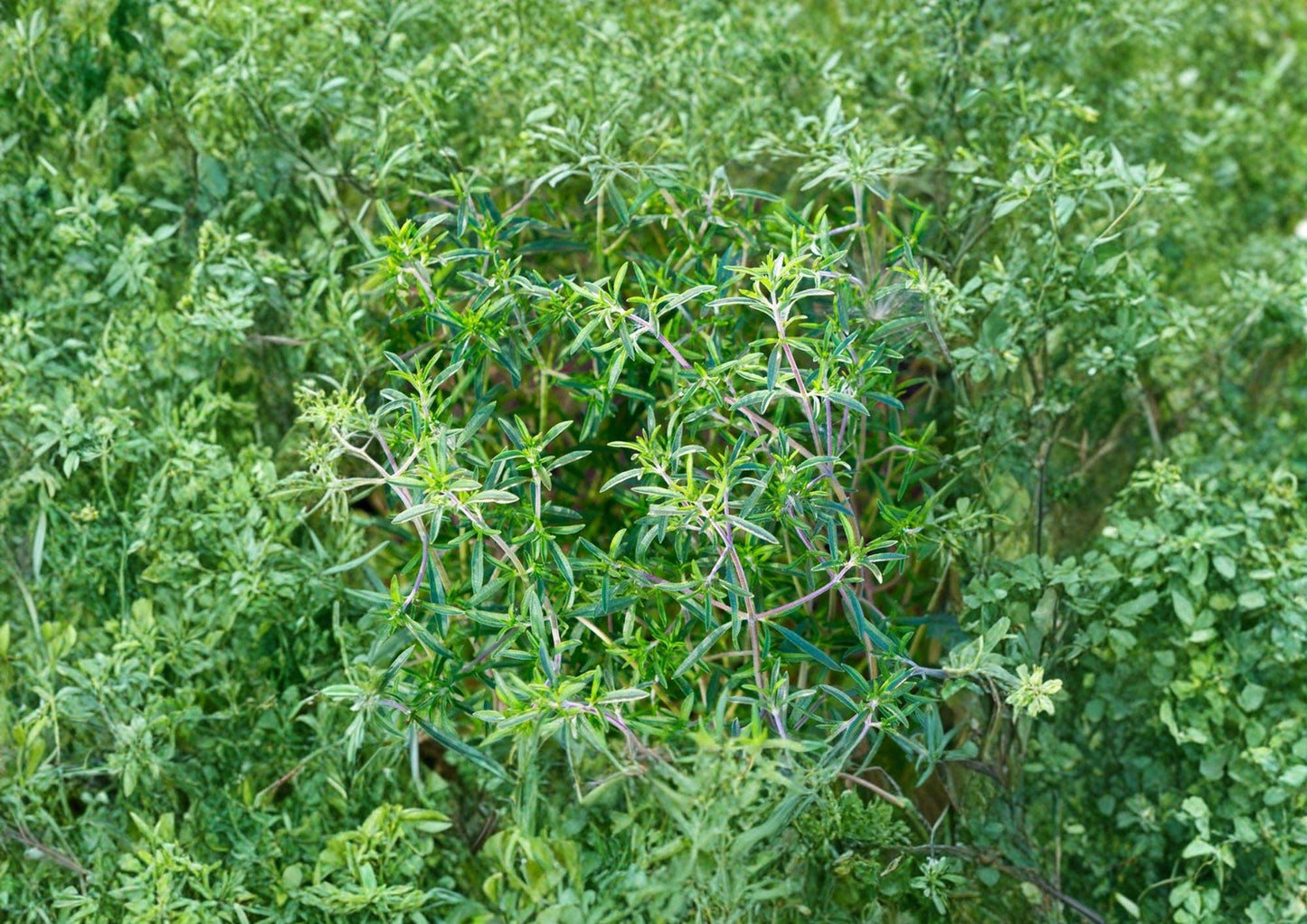 Summer Savory Seeds 1200 Pack – Aromatic Culinary Herb for Kitchen Gardens – Satureja hortensis