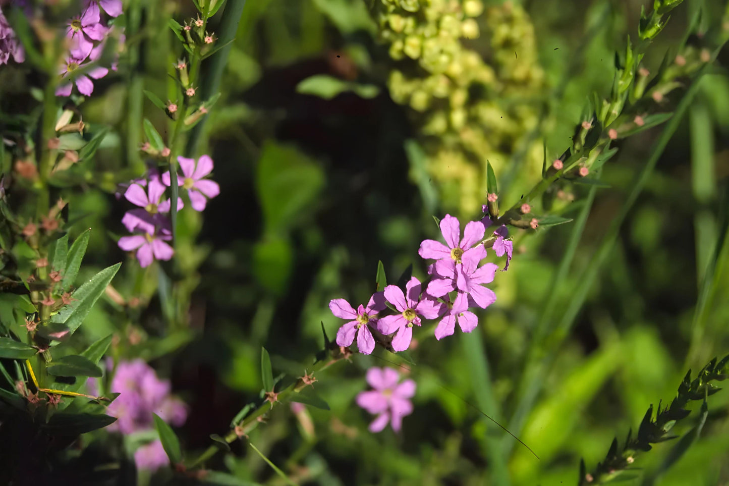 Winged Loosestrife Seeds (Lythrum alatum) - Native Wildflower for Wetlands & Rain Gardens, Pollinator Friendly, 1000 Seeds