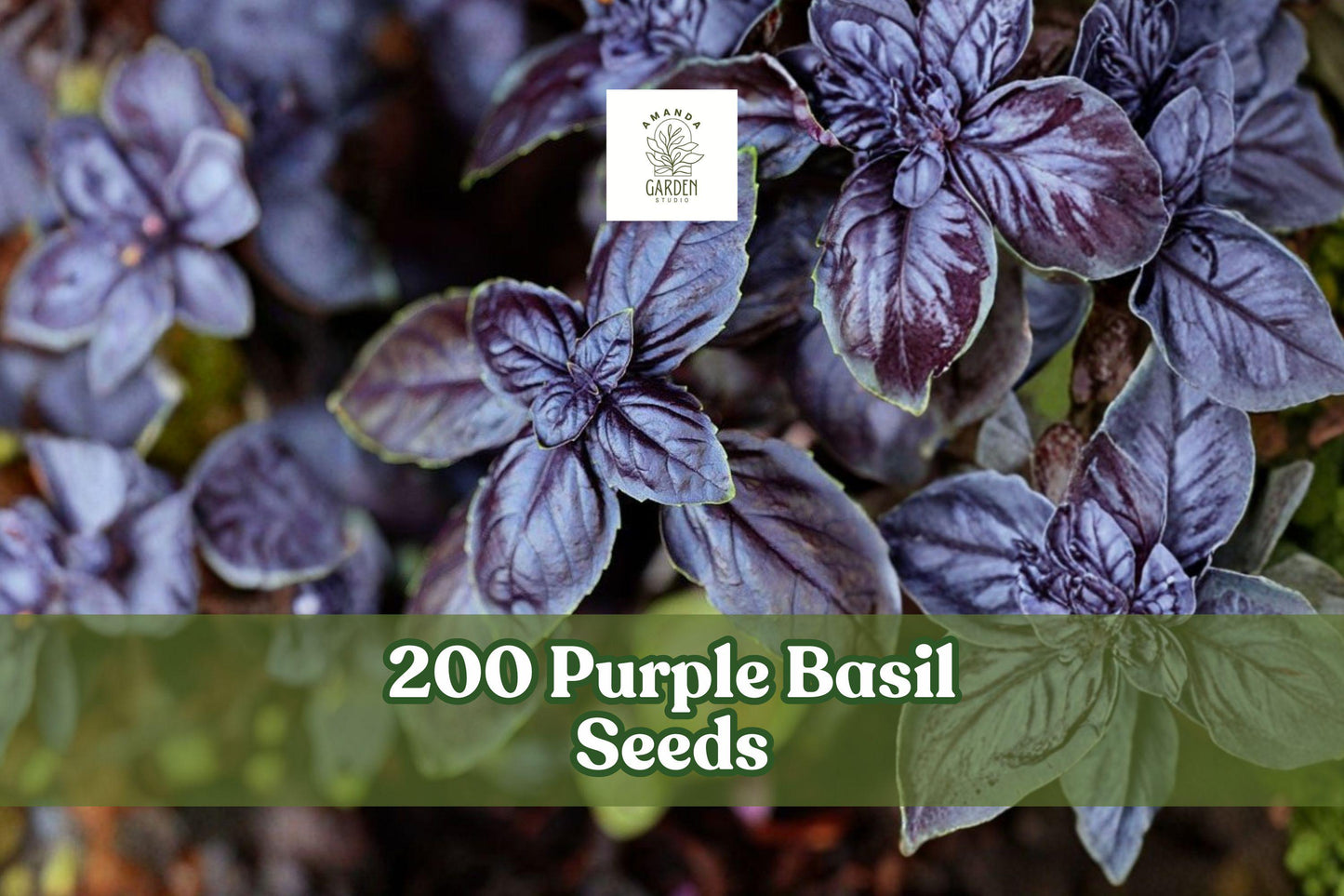 Purple Basil Seeds – 200 Ocimum basilicum Herb Seeds for Planting, Culinary & Ornamental Herb, Purple Leaves & Flowers