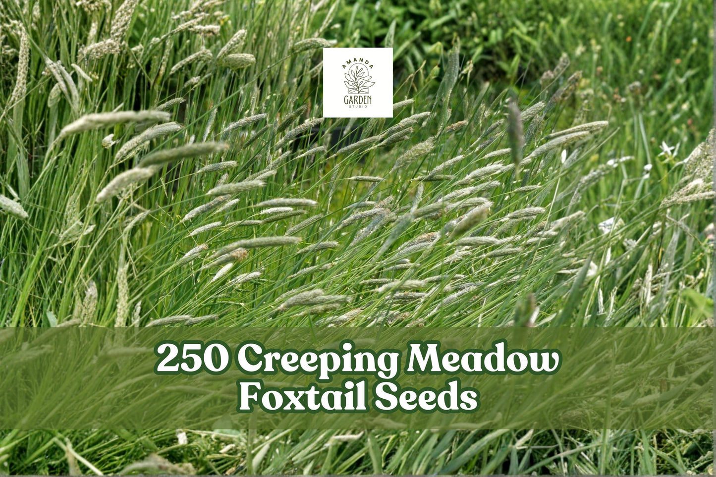 Creeping Meadow Foxtail Seeds – Alopecurus arundinaceus Perennial Ornamental Grass for Landscaping & Meadow Gardens