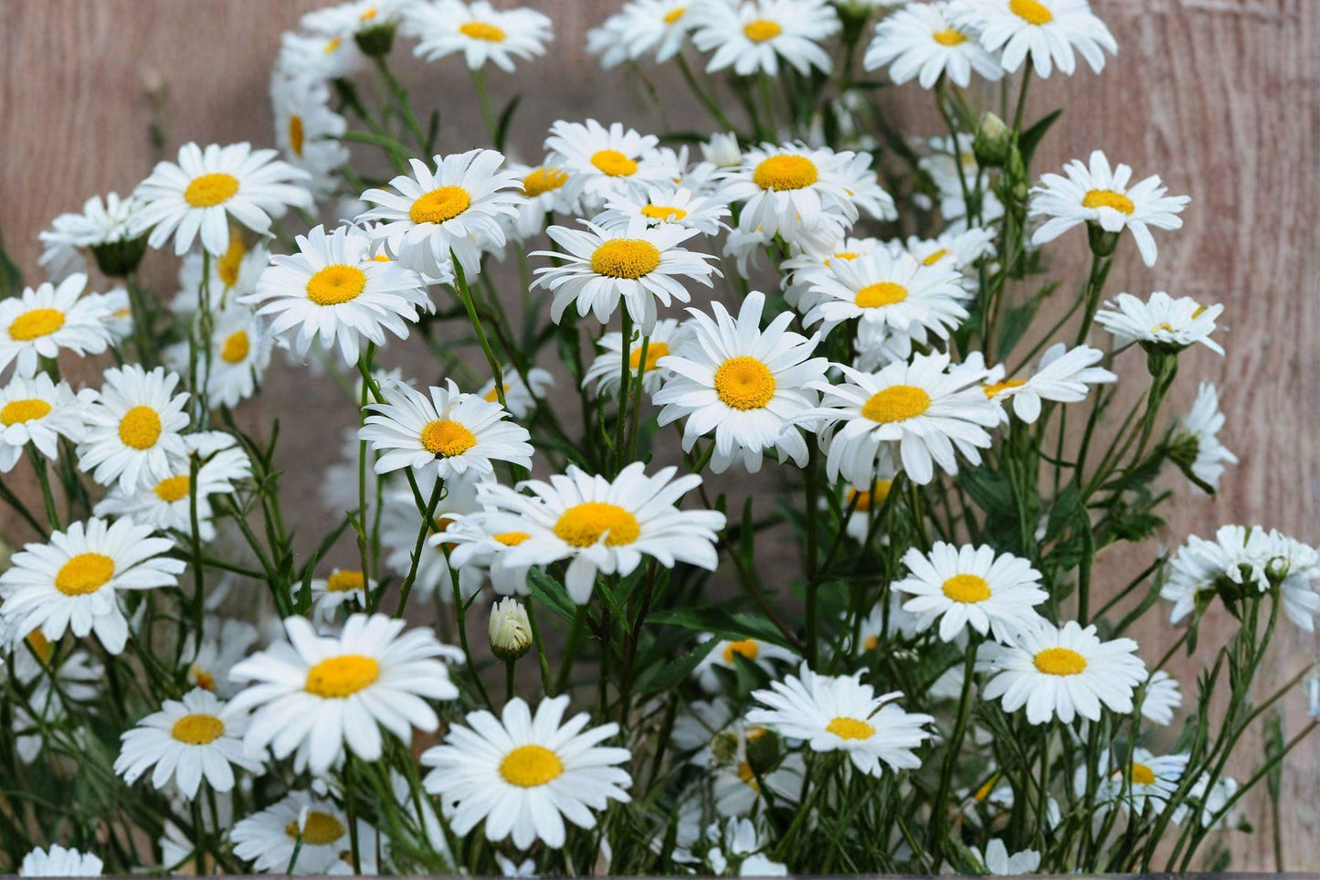 Alaska Shasta Daisy Seeds – 1000 Perennial White Flowers for Garden, Pollinator Friendly, Hardy Chrysanthemum maximum