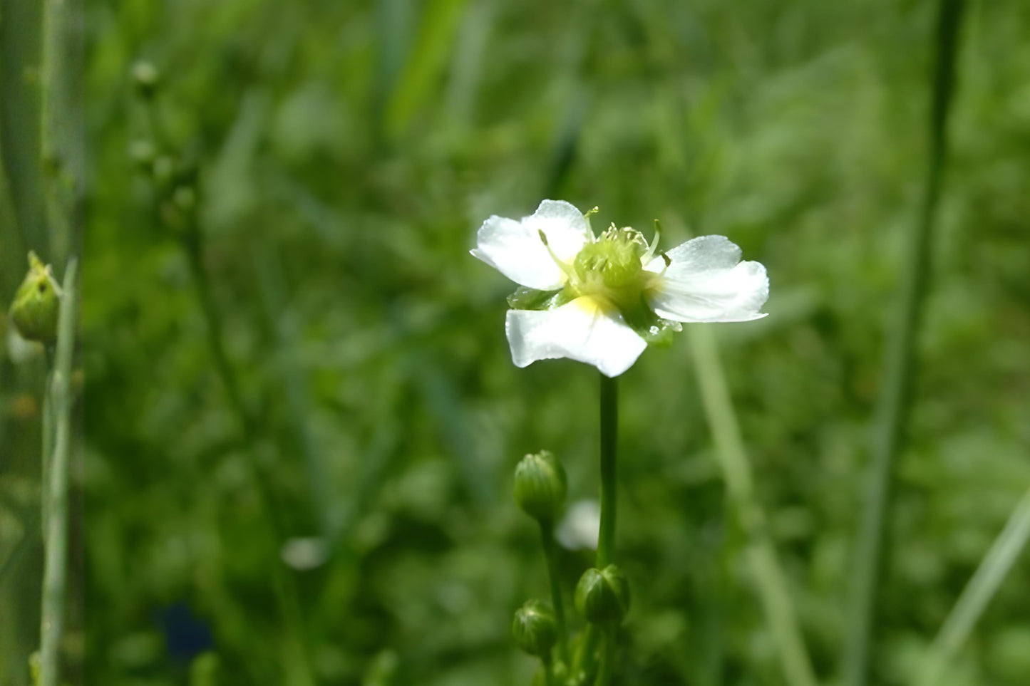 Water Plantain Seeds (100) | Native Aquatic Plant for Ponds & Wetlands | Alisma triviale