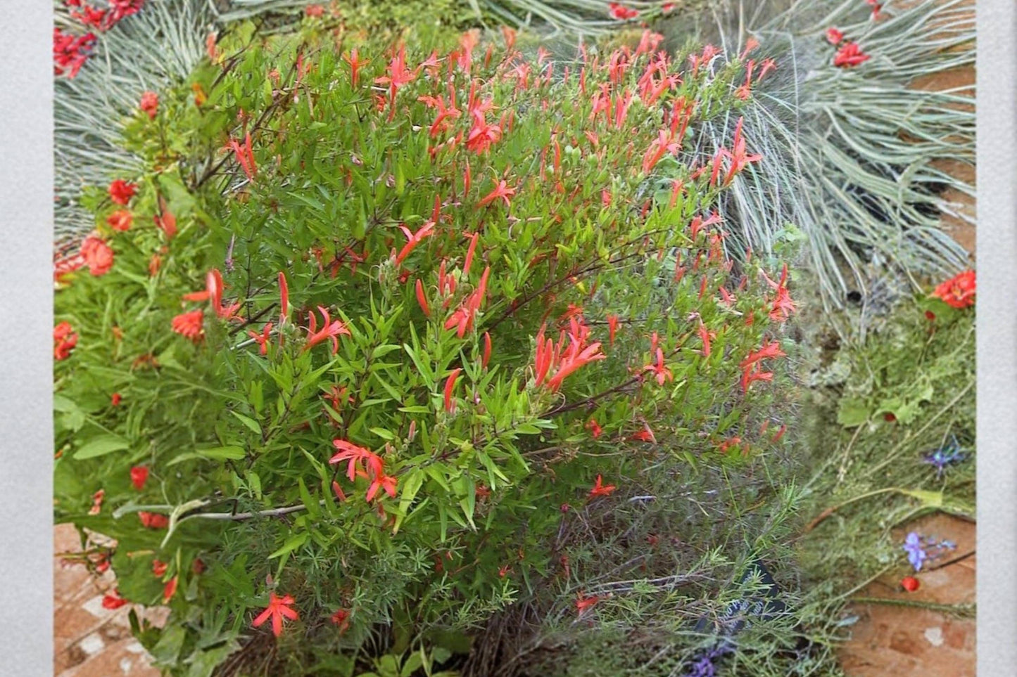 Flame Acanthus Shrub 1 Gallon Anisacanthus quadrifidus Native Texas Drought-Tolerant Plant
