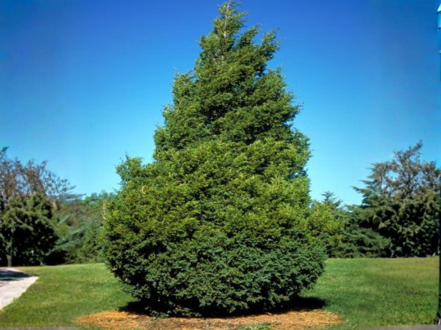 Eastern Red Cedar Seeds – Heirloom Non-GMO Evergreen Tree for Gardens, Juniperus virginiana, Native Landscape, Windbreak, Ornamental