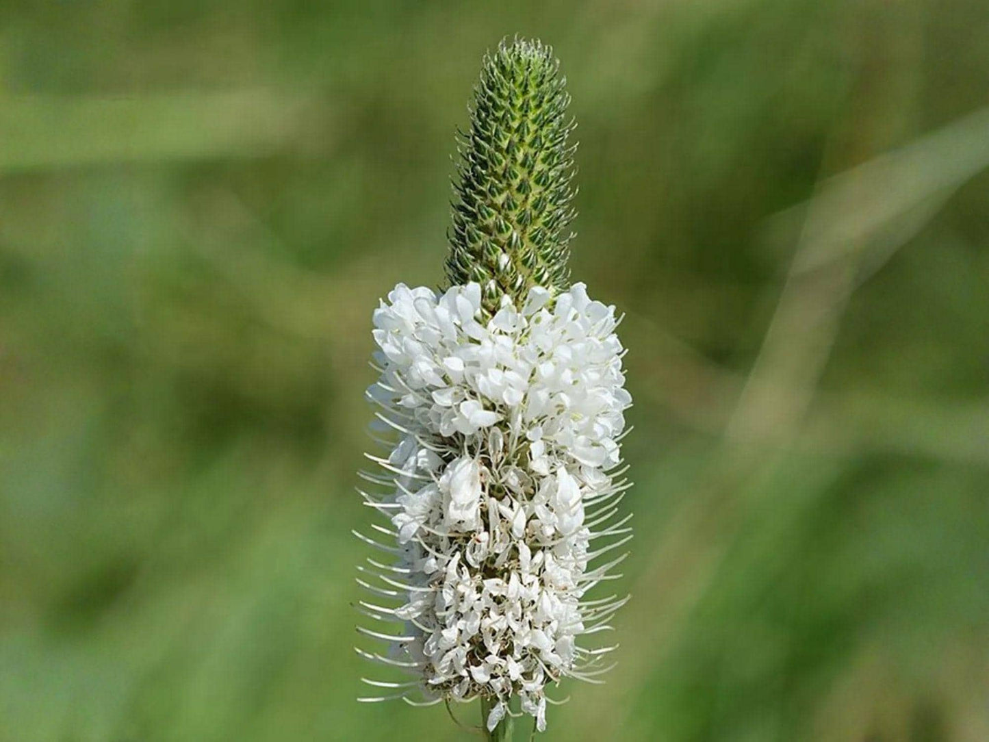 Dalea Candida White Prairie Clover Seeds – Native Perennial Legume for Pollinator Gardens & Prairie Restoration