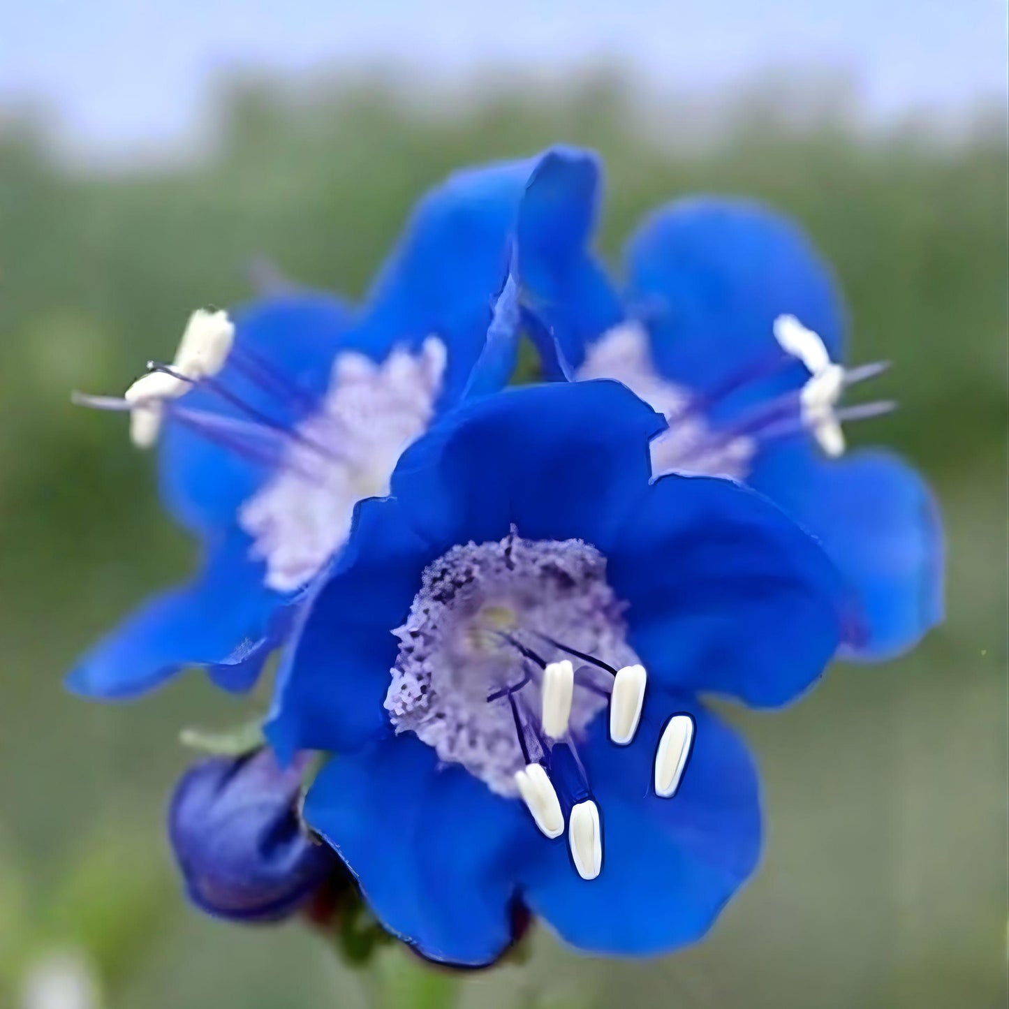California Bluebells Seeds 100 Phacelia campanularia Wildflower Annual Deep Blue Pollinator Plant