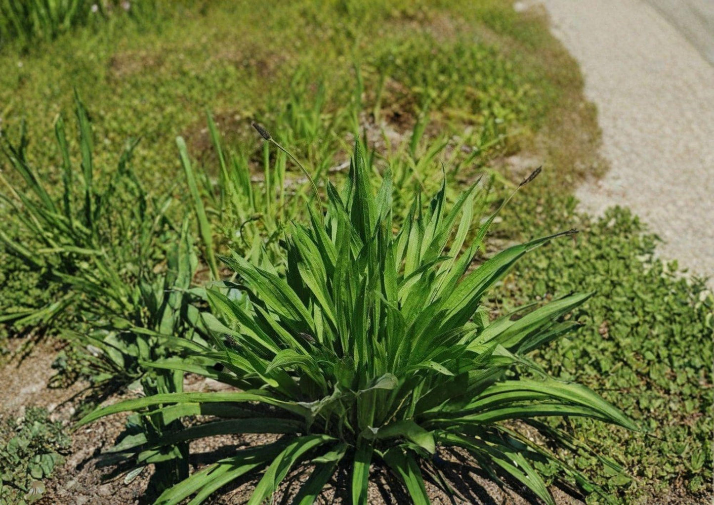 Plantago Lanceolata Seeds | Heirloom Non-GMO Perennial Medicinal Herb | Hardy Wild Herb for Garden Planting