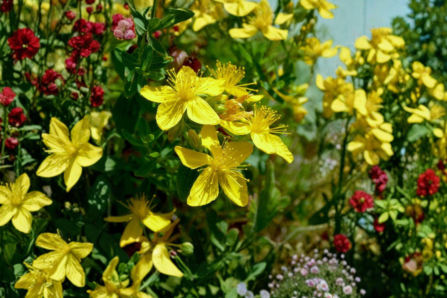 St. John’s Wort Seeds - Medicinal Herb, Yellow Flowers, Pollinator Friendly, Hypericum perforatum, Non-GMO