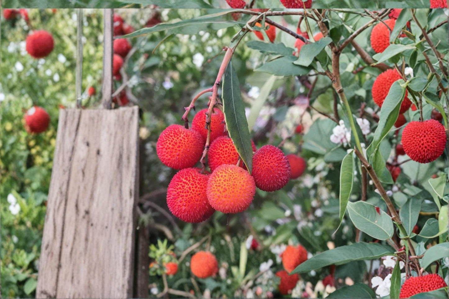 Strawberry Tree Plants – 2 Live Shrubs, Ornamental Evergreen with Red Fruits & White Flowers – Arbutus unedo