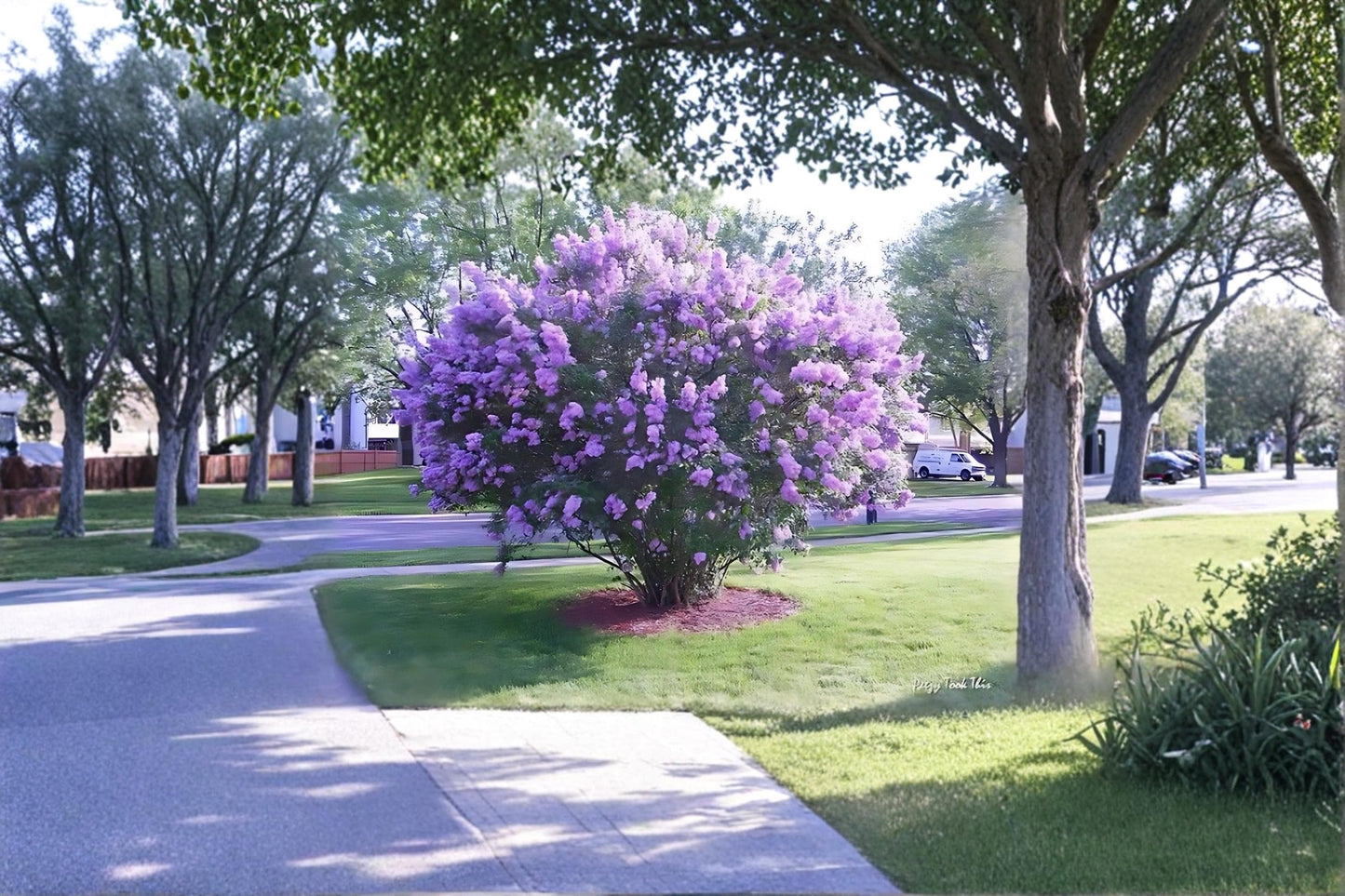 Purple Lilac Plants – 1 ft Tall, Fragrant Syringa vulgaris Shrubs, Garden Borders & Hedges, Live Bare Root Flowering Shrubs
