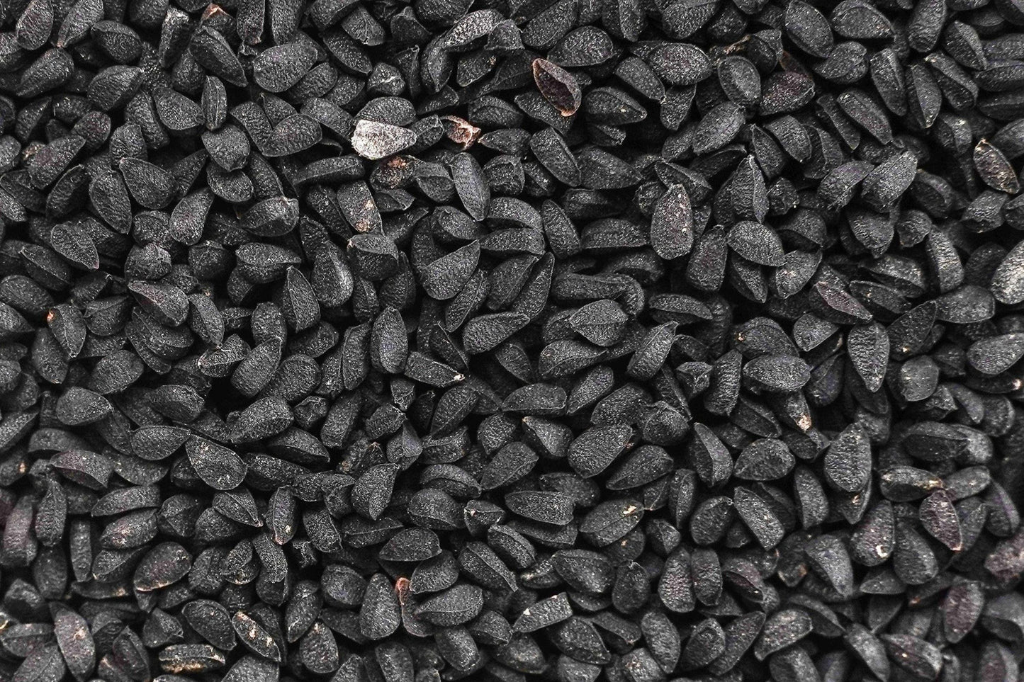 Black Cumin Seeds, Heirloom Nigella sativa, Culinary & Medicinal Herb, Blue Flowers, Non-GMO, Container-Friendly