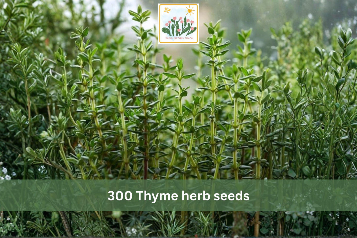 300 Thyme Herb Seeds – Common Thyme Perennial, Thymus vulgaris, Aromatic, Low-Growing, Container & Garden Bed Seeds