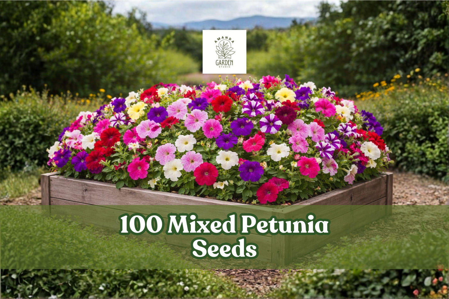 Mixed Petunia Seeds – Vibrant Colorful Annual Flowers for Garden Beds, Containers & Hanging Baskets – Petunia spp.