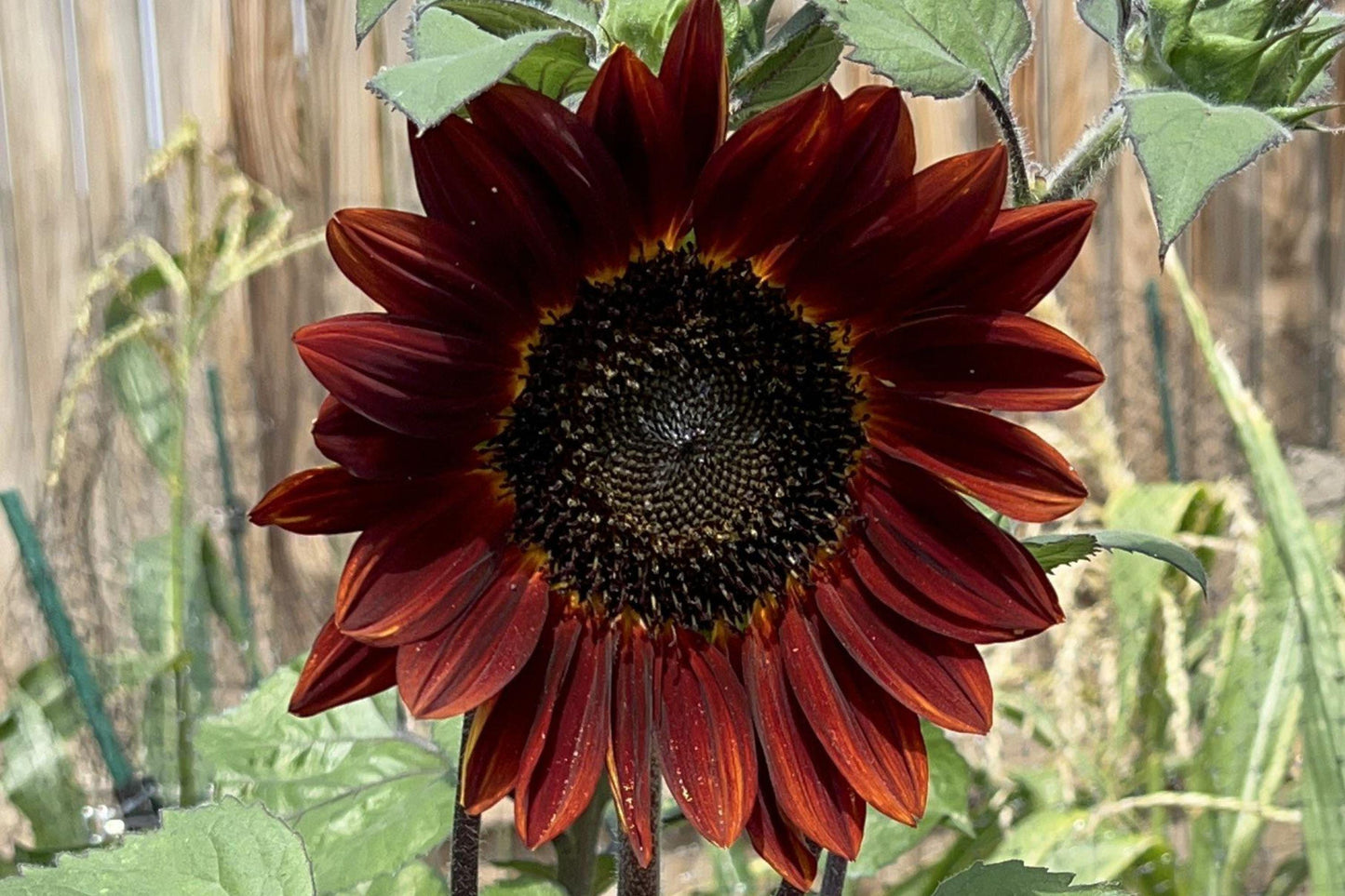 Red Sun Sunflower Seeds - Heirloom Non-GMO Ornamental Flower for Gardens, Borders, and Cut Flowers (50+ Seeds)