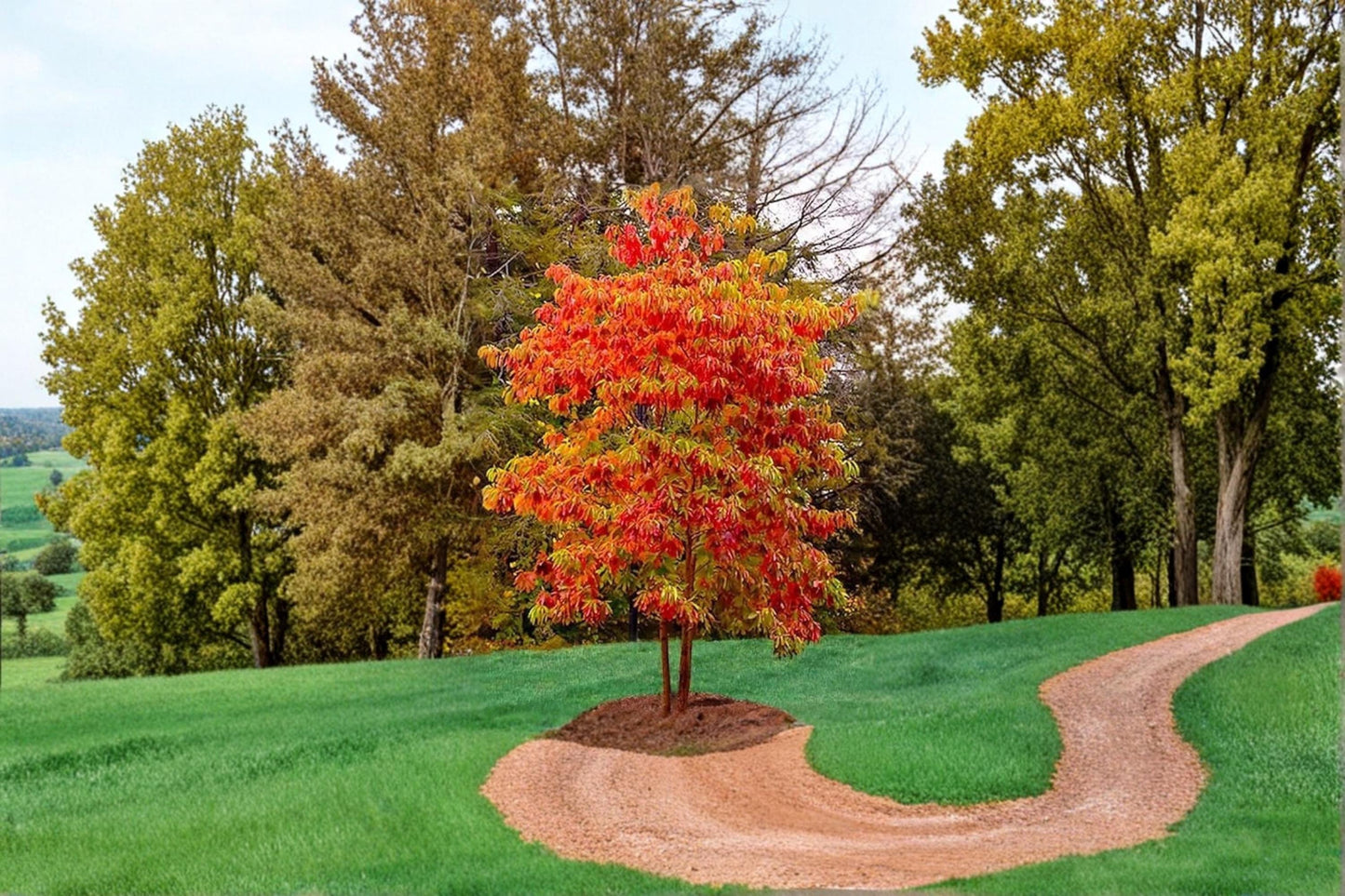 Sourwood Trees 1-2 ft Tall | Native Flowering Ornamental Trees | Oxydendrum arboreum