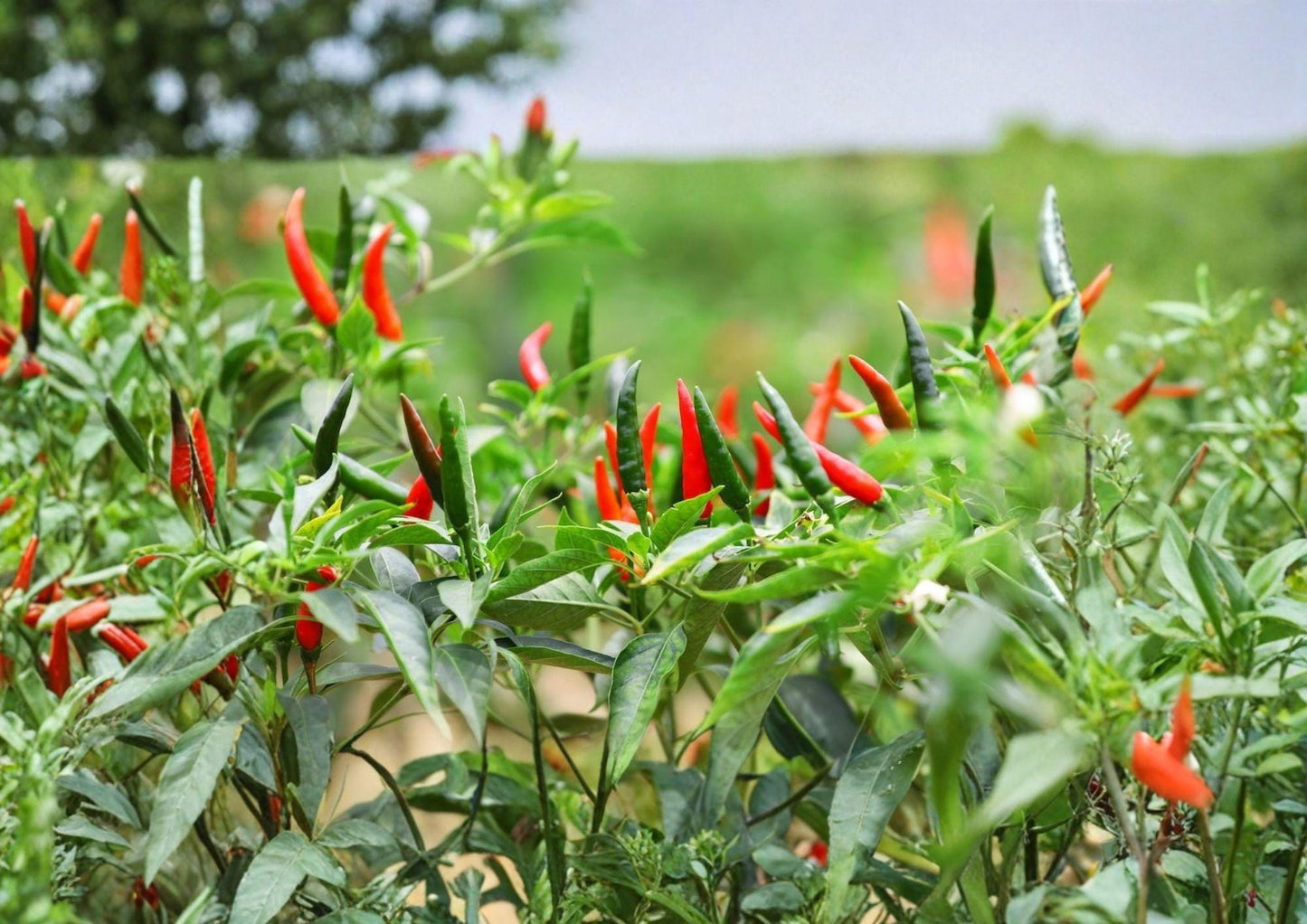 50+ Thai Hot Pepper Seeds, Heirloom Non-GMO, Spicy Chili Pepper, Capsicum annuum, Compact, Red Fruits