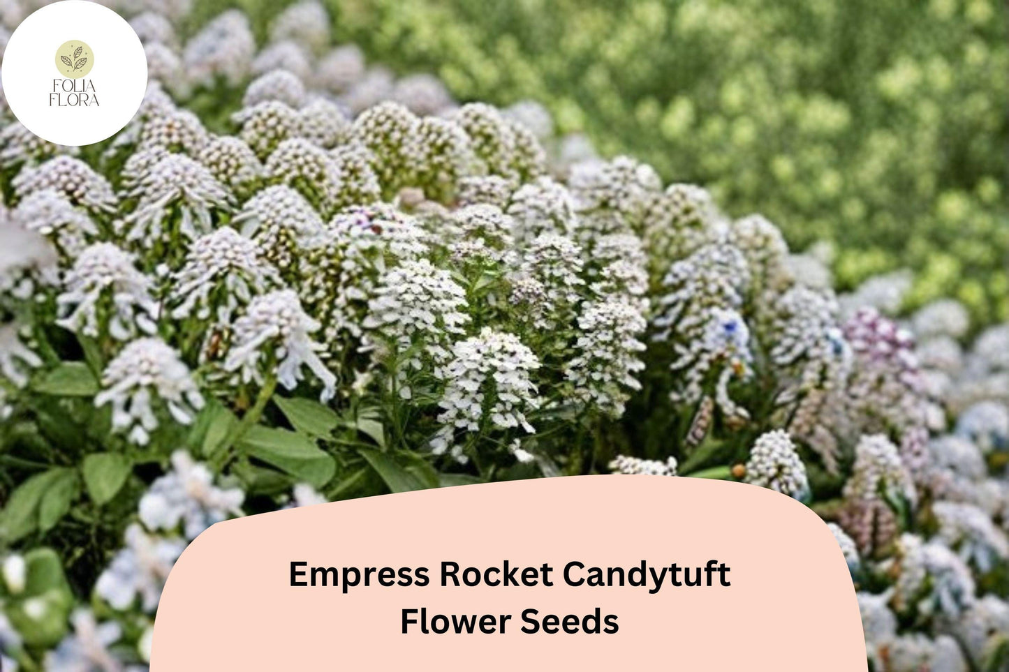Empress Rocket Candytuft Seeds – White Annual Flower for Borders & Beds, Iberis amara, Easy to Grow