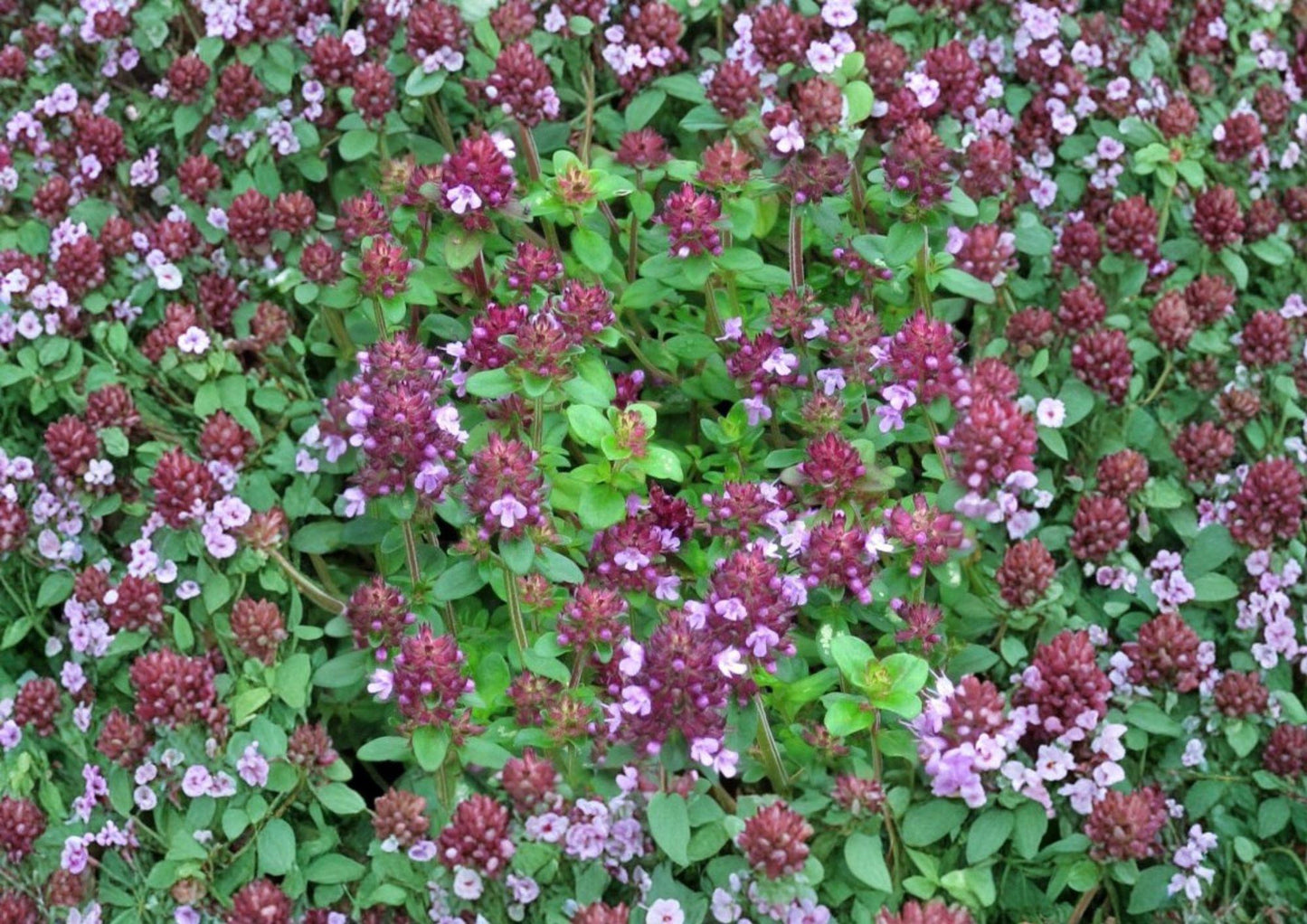 Wild Thyme Seeds, Thymus pulegioides, Creeping Lemon Thyme, Fragrant Groundcover, Perennial Herb, Pollinator-Friendly Seeds