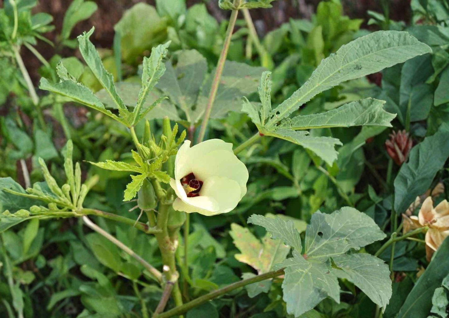 Okra Seeds 50 Pack Heirloom Abelmoschus esculentus Non-GMO High Yield Warm Season Vegetable Seeds