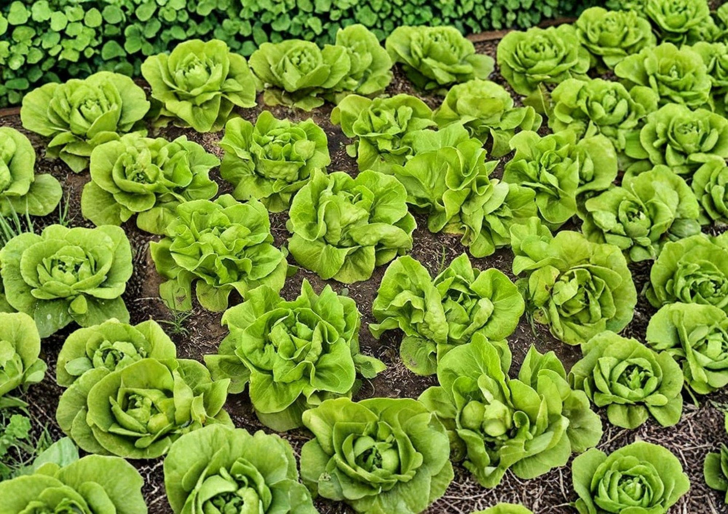 1000+ Buttercrunch Lettuce Seeds Heirloom Non-GMO Lactuca sativa Crisp Leafy Green Vegetable Garden Seeds