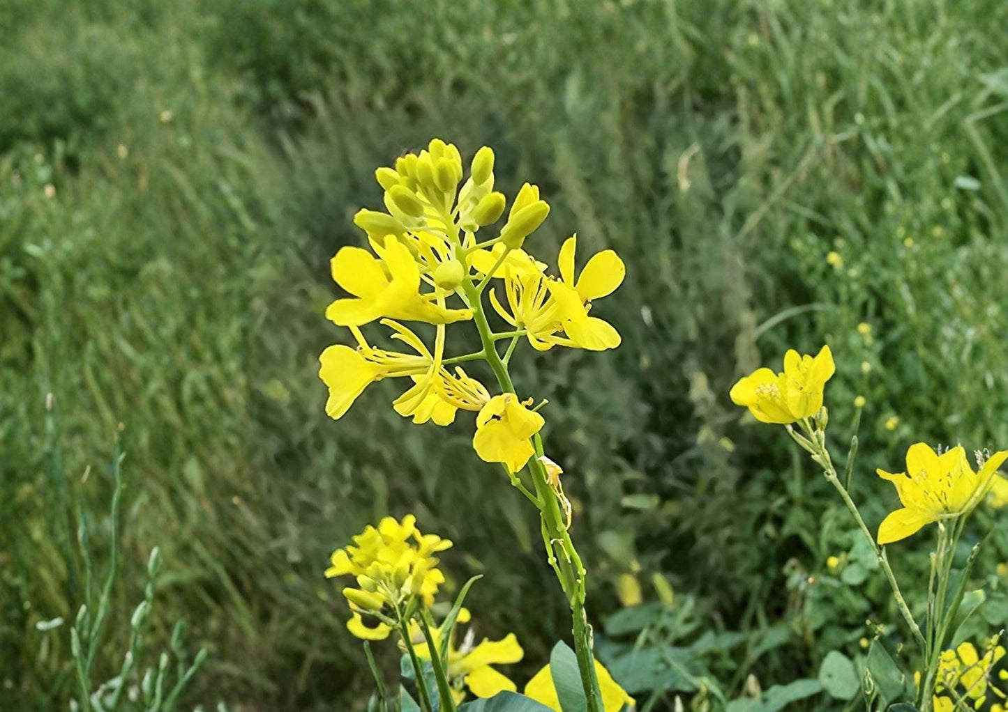 Black Mustard Seeds Pack | Brassica nigra Heirloom Non-GMO Spice & Leafy Green Seeds for Home Gardening