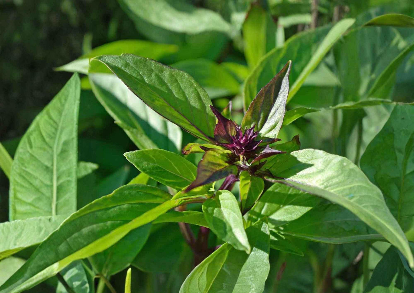 Thai Basil Seeds, Heirloom Non-GMO, Aromatic Culinary Herb, Sweet Basil, Ocimum basilicum, Herb Garden Seeds