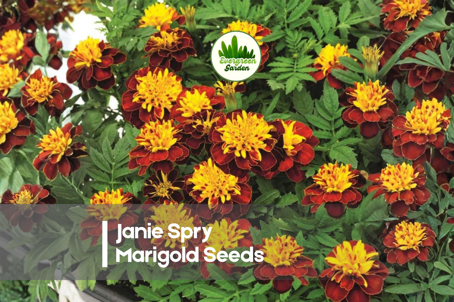 Janie Spry Marigold Seeds – Bright Yellow Double Blooms, Compact Annual Flower, Tagetes patula, for Borders, Containers & Bedding