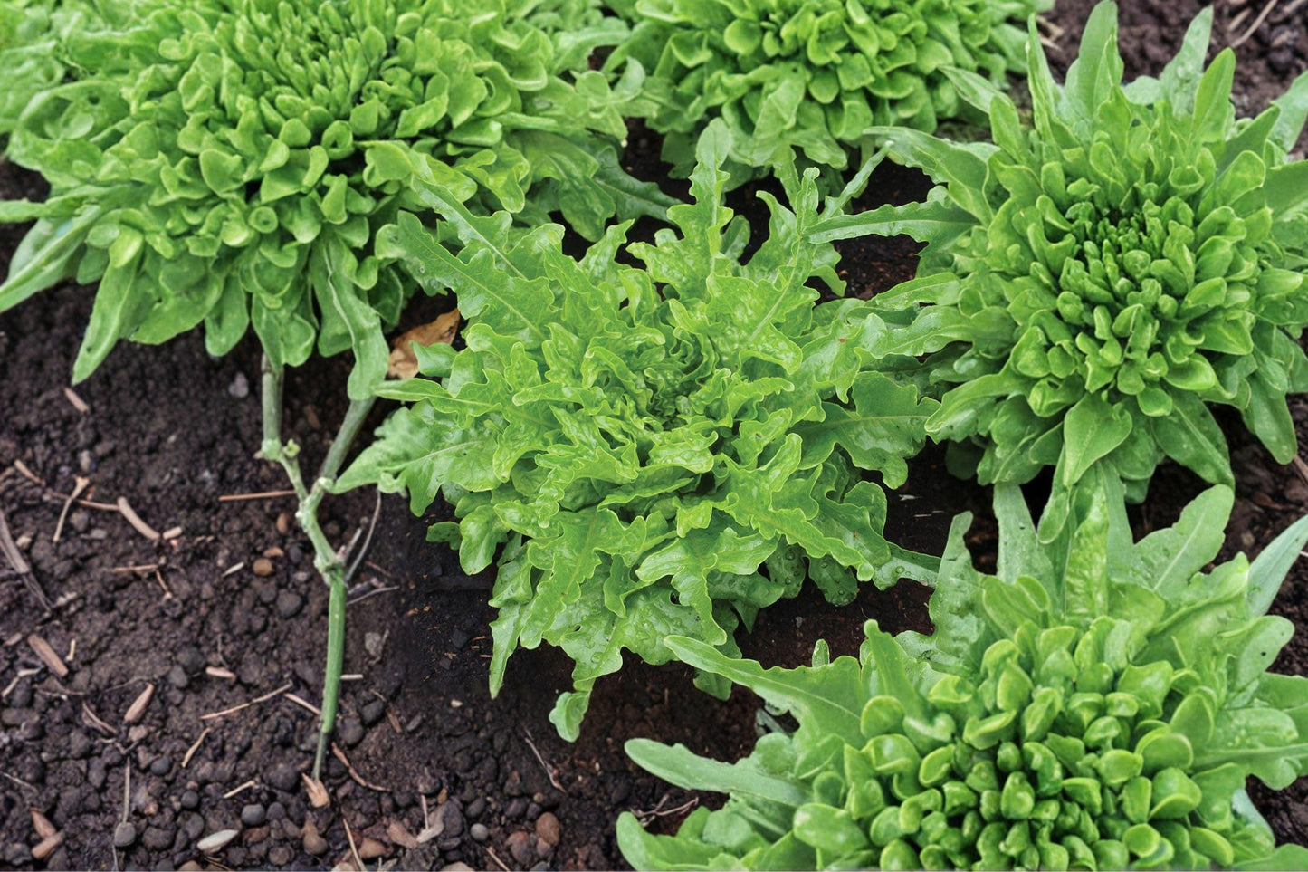 Oakleaf Lettuce Seeds – Heirloom Organic Non-GMO Loose Leaf Greens for Cold Hardy Vegetable Gardens (500+ Seeds)