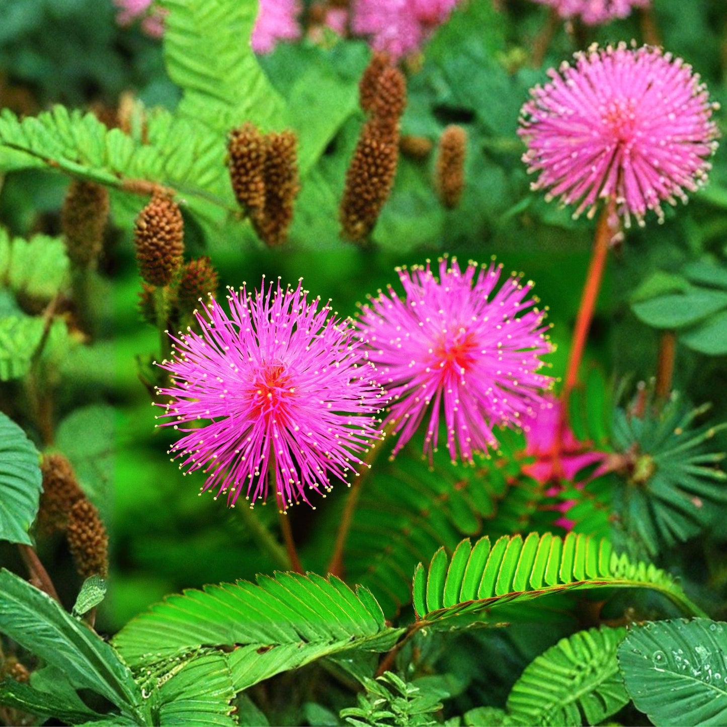 Sensitive Plant Seeds, Mimosa pudica, Touch-Me Houseplant, 150 Seeds, Indoor Container, Pink Flowers, Fast Germination