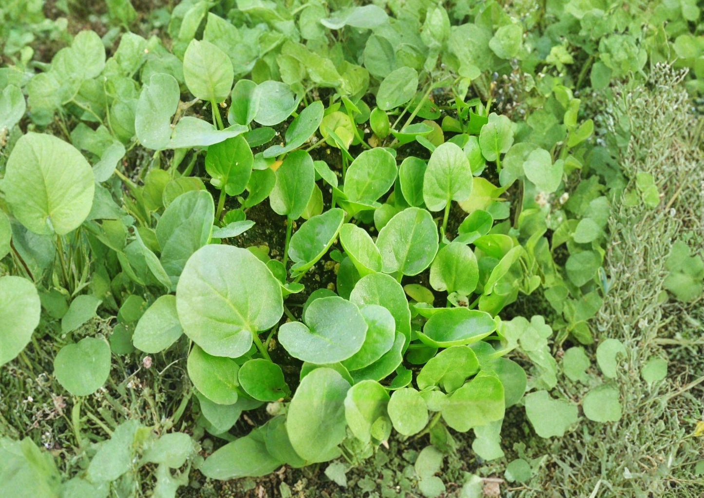 Upland Cress Seeds, Heirloom Non-GMO, Peppery Salad Green, Barbarea verna, Fast-Growing Leafy Herb, Kitchen Garden