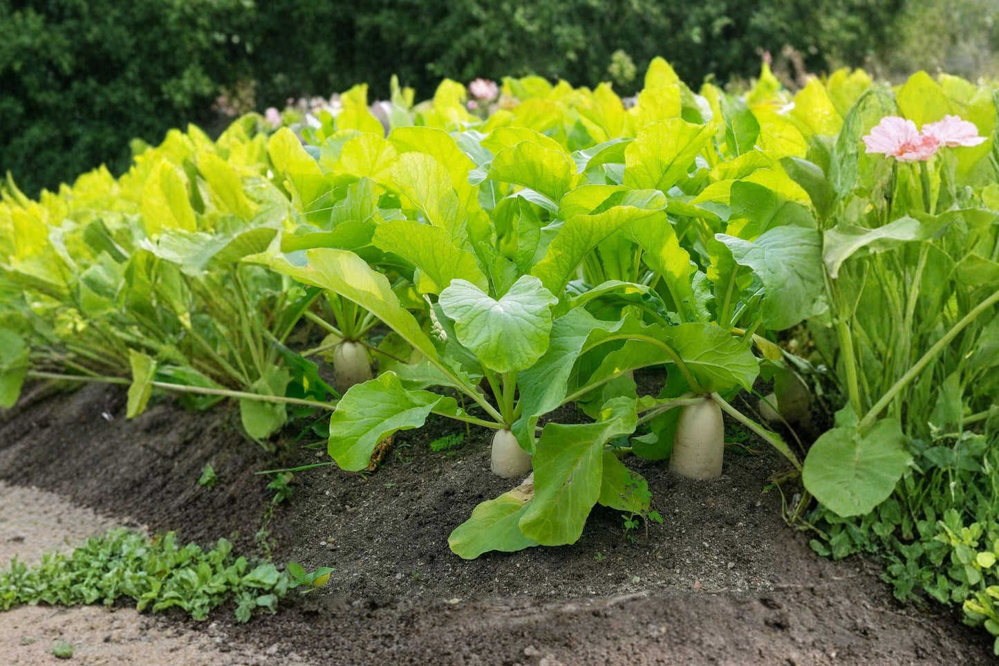 Japanese Daikon Radish Seeds - Heirloom, Non-GMO, Root Vegetable for Gardens, Containers, Fast-Growing, White Roots, Mild Flavor