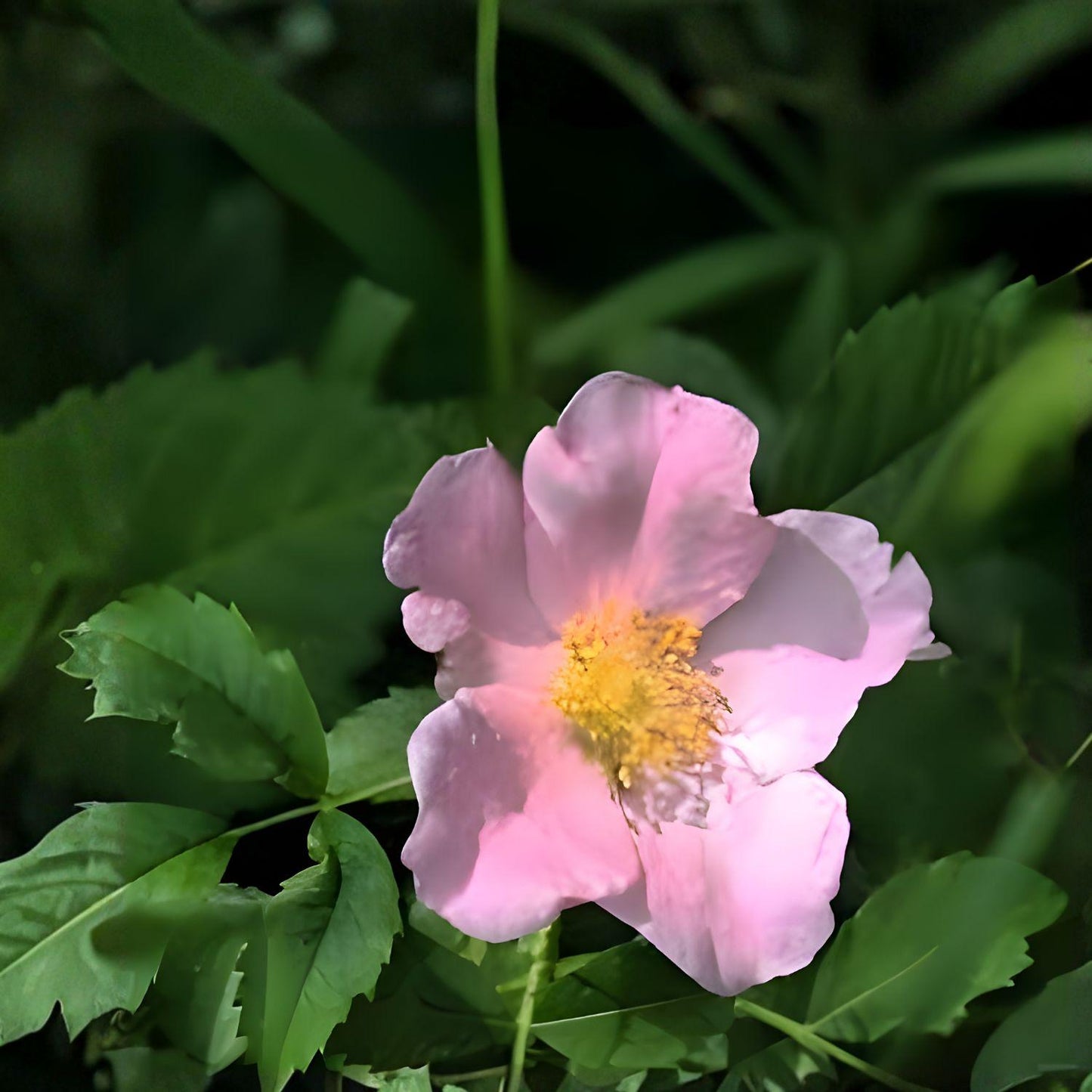 Illinois Rose Seeds | Native Pink Climbing Prairie Rose Rosa setigera for Wildlife Gardens
