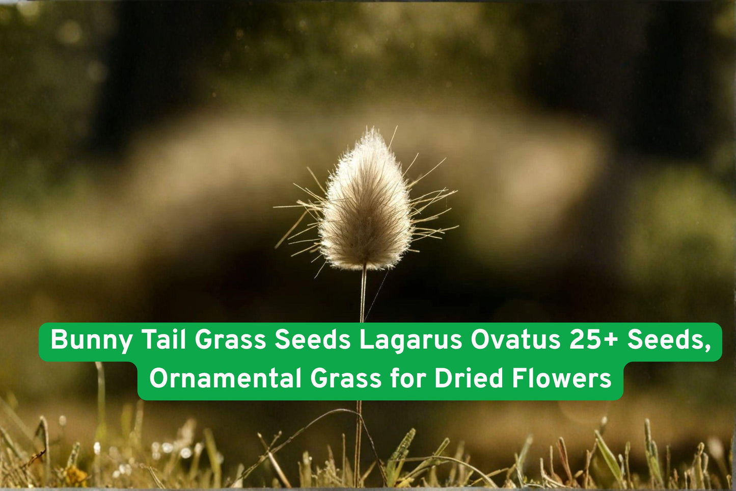 bunny tail grass seeds, ornamental grass for dried flowers, fluffy grass for crafts, Lagarus ovatus seeds, soft beige grass, garden ornamental grass, container plant grass, drought tolerant grass, dried flower bouquet grass, whimsical garden grass, low maintenance ornamental, cottage garden grass, fluffy flower seeds