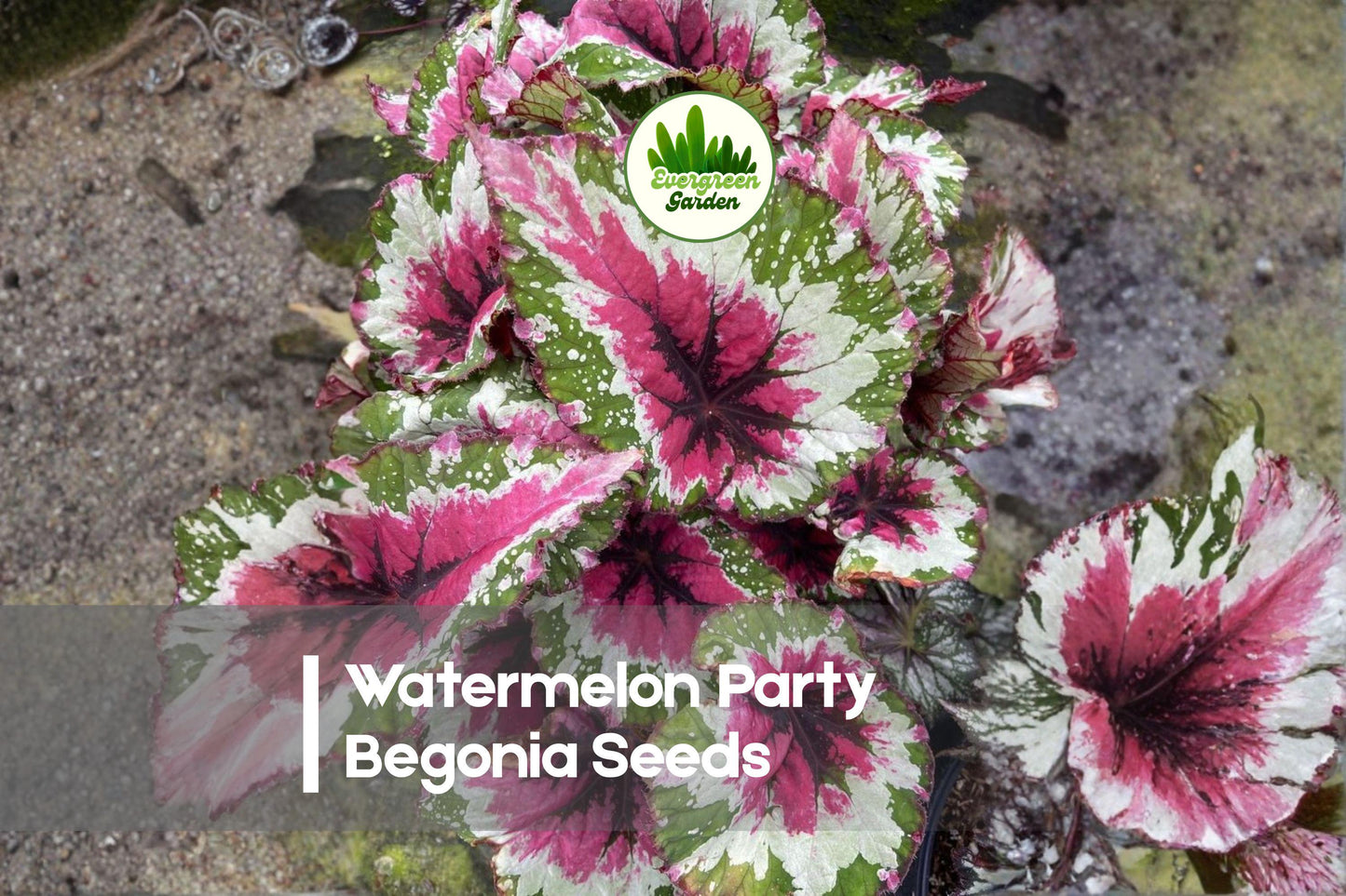 Watermelon Party Begonia Seeds, Rex Begonia rex-cultorum, Ornamental Foliage, Colorful Watermelon Pattern, Indoor & Container Plant