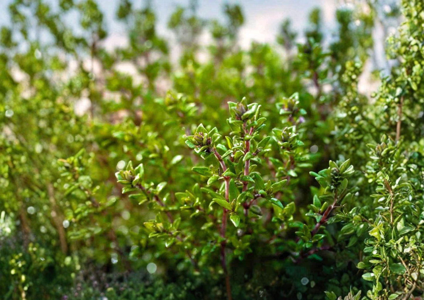 Thyme Seeds, Heirloom Non-GMO, Aromatic Culinary Herb, Thymus vulgaris, Perennial Garden Planting Seeds