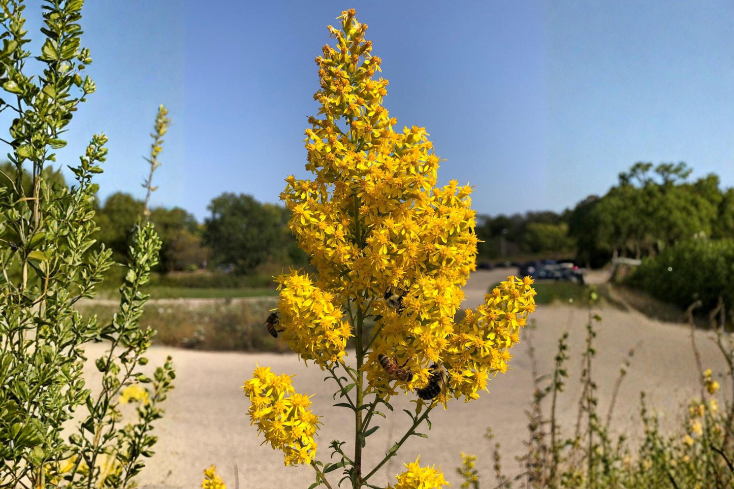 Showy Goldenrod Seeds 100 Pack | Native Solidago speciosa for Pollinator Gardens & Prairies