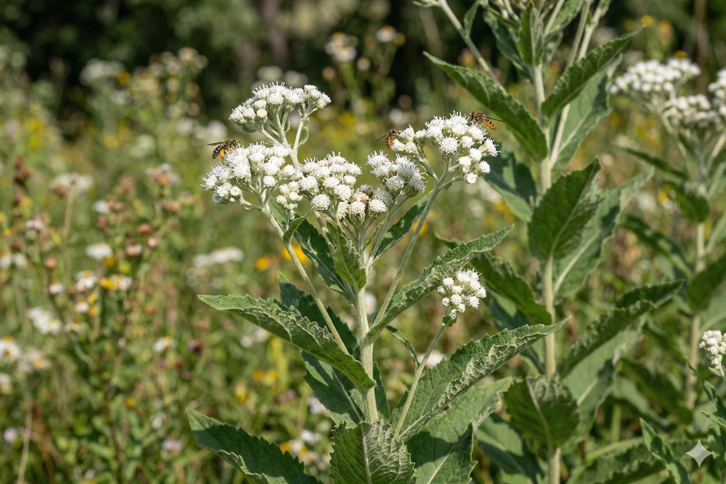Wild Quinine Seeds - Native Prairie Wildflower for Pollinator Gardens, Drought Tolerant, Parthenium integrifolium, 25 Seeds
