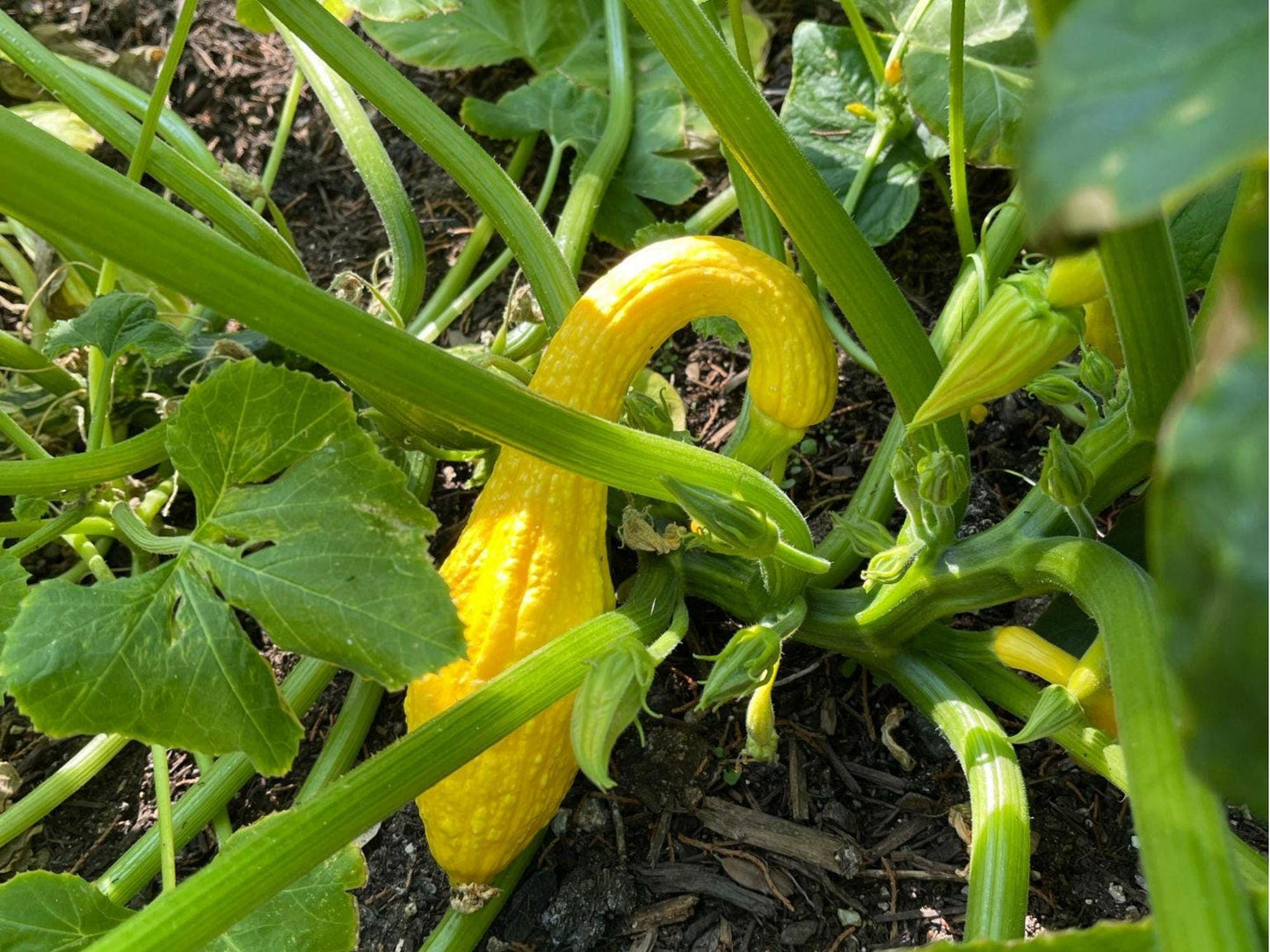 Early Crookneck Squash Seeds – 10 Non-GMO Yellow Summer Variety Cucurbita pepo for Sautéing and Cooking