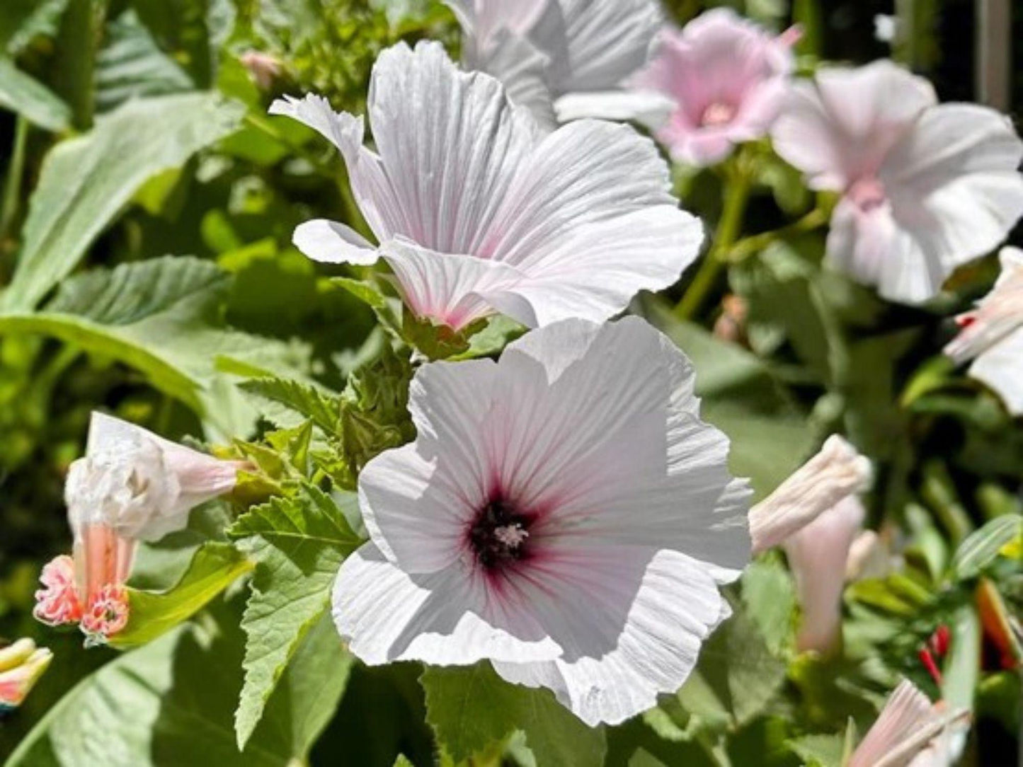 Dwarf White Rose Mallow Seeds | Heirloom Non-GMO Flower Planting | Lavatera trimestris Garden Seeds