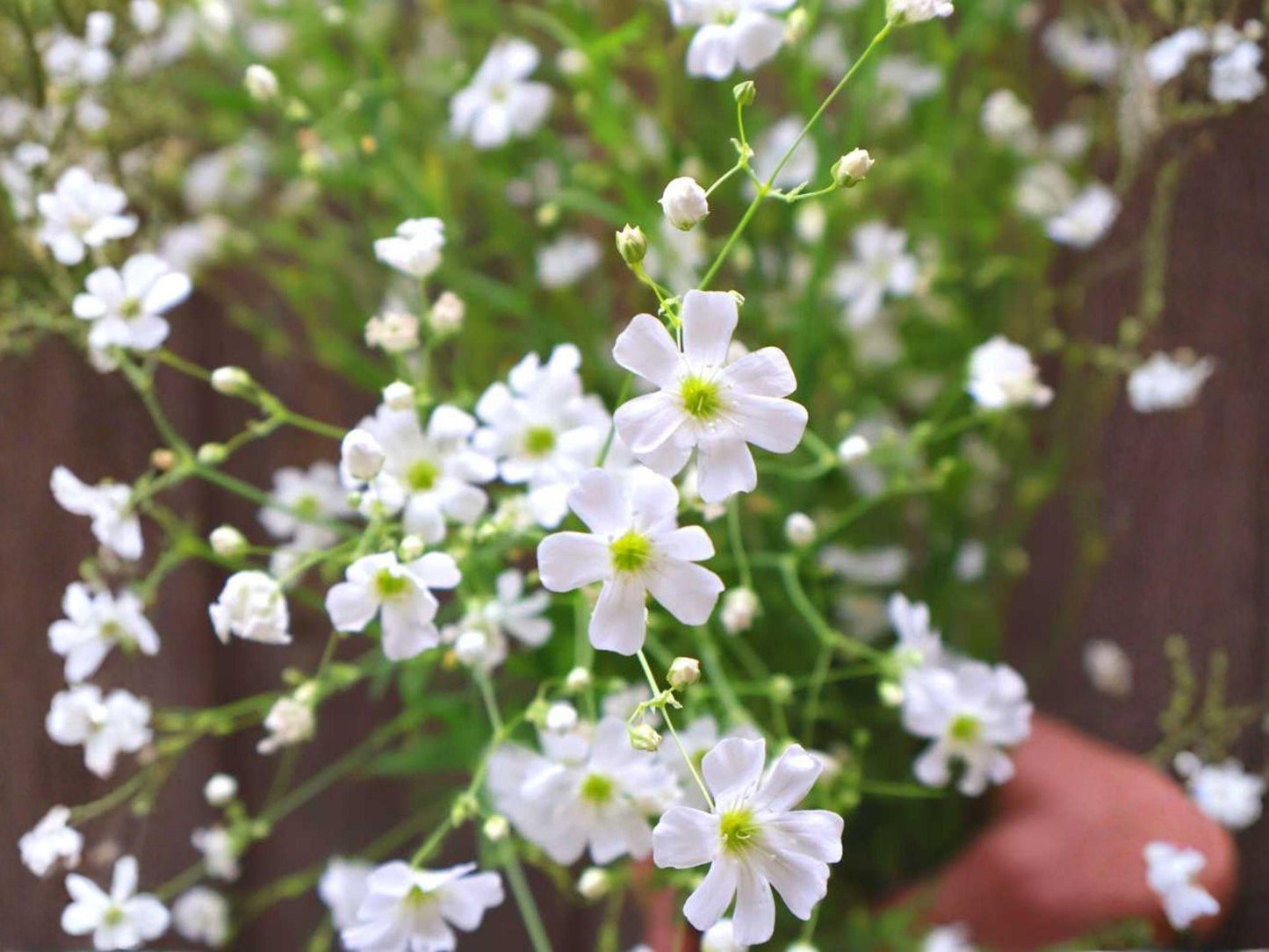 Baby's Breath Seeds Covent Garden White – Heirloom Non-GMO Gypsophila elegans for Flower Garden & Borders (100 Seeds)