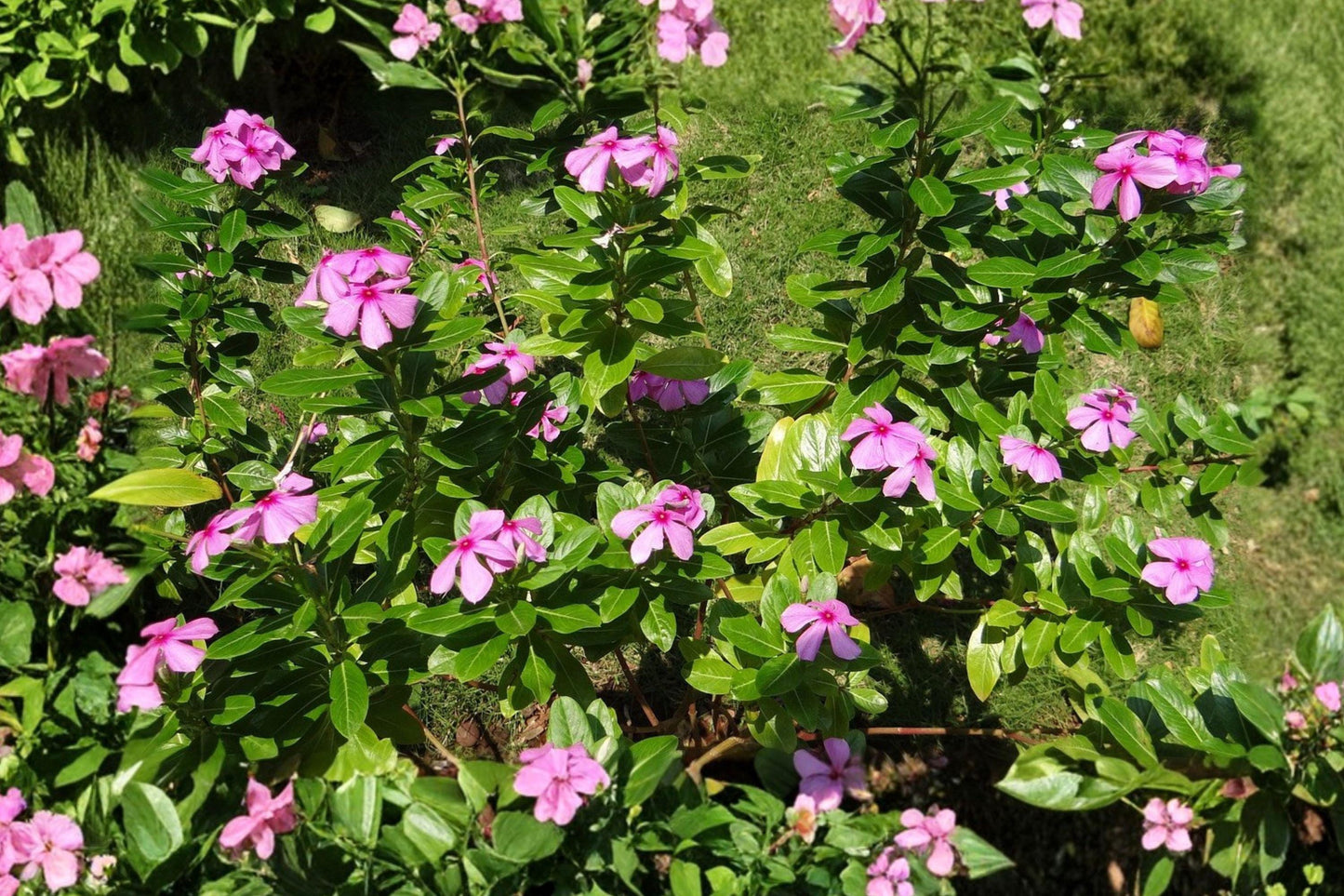 Madagascar Periwinkle Seeds Catharanthus Roseus Non-GMO Annual Flower for Garden Beds, Borders, Containers