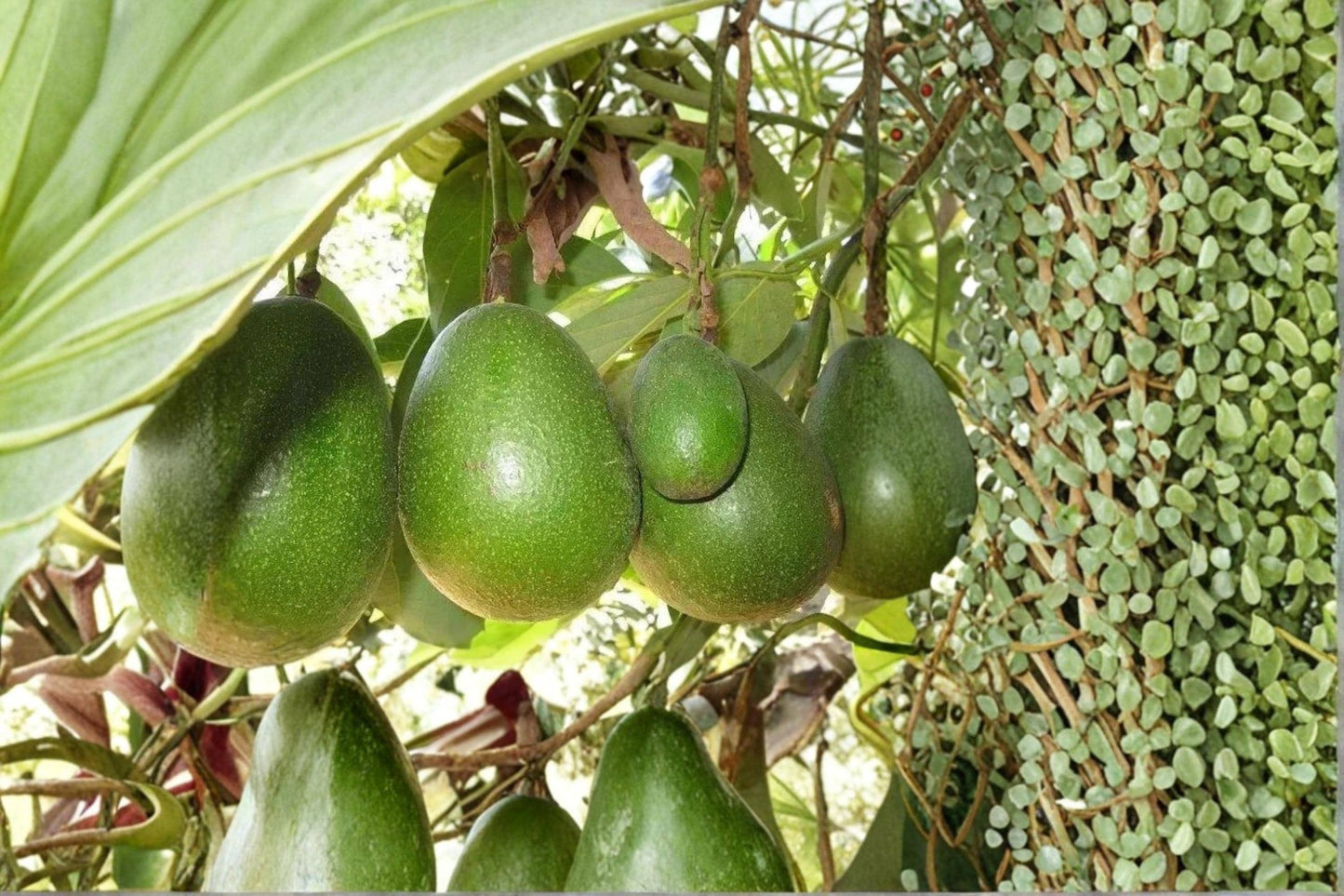 Avozilla Avocado Tree Cutting 6-8" Unrooted Persea americana Fruit Tree for Grafting