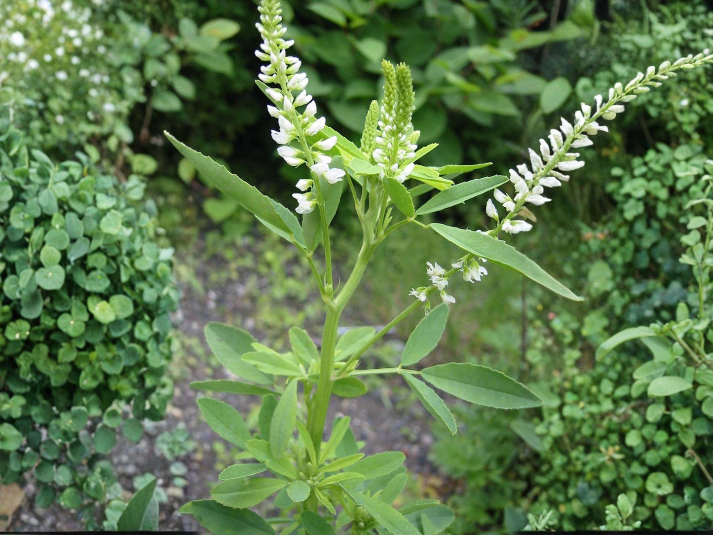 White Sweet Clover Seeds - Heirloom, Non-GMO, Pollinator Flower, Melilotus alba, Wildflower Garden Crop